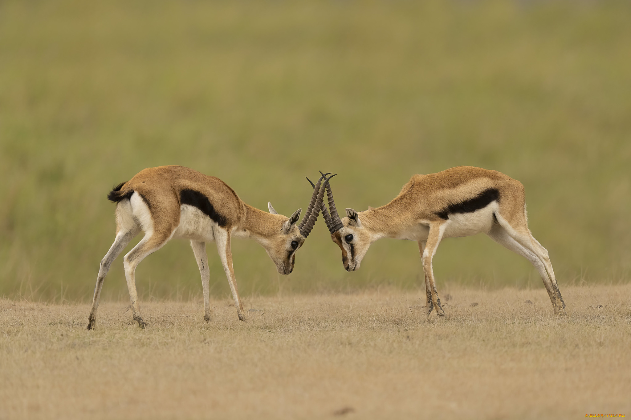 животные, антилопы