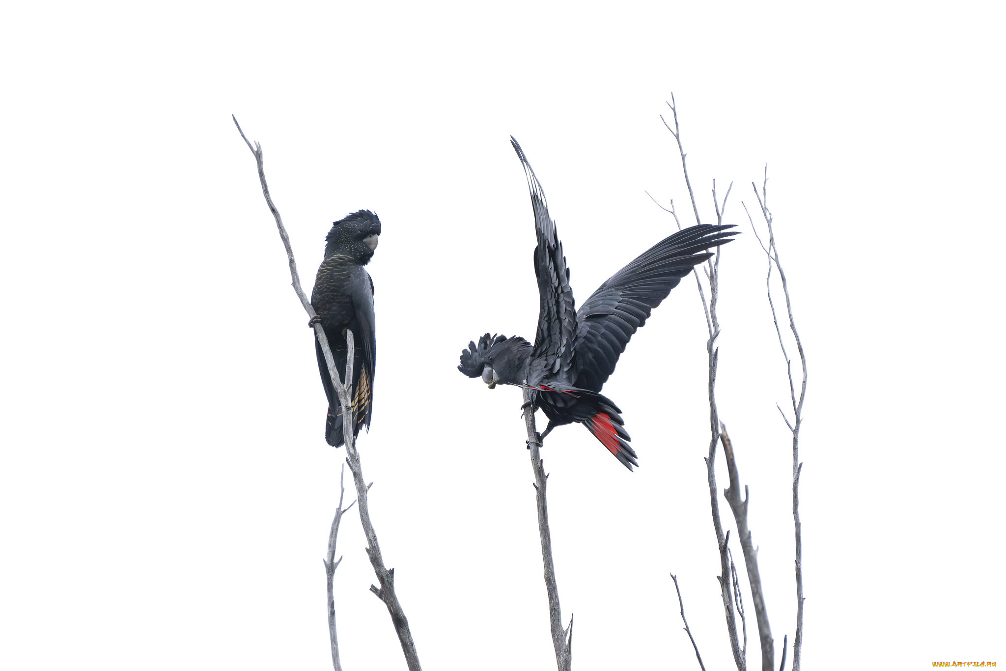 животные, попугаи