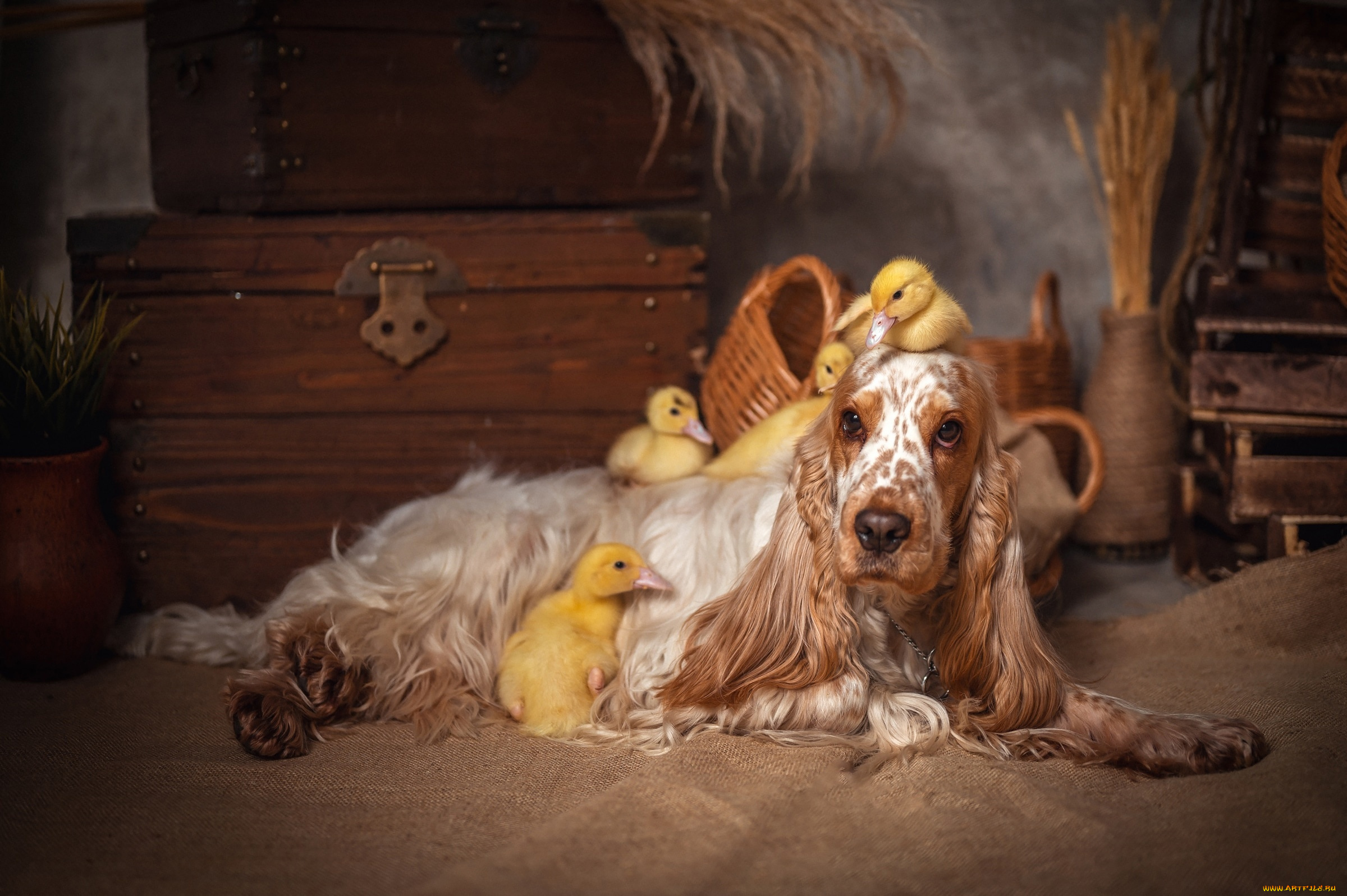 елена, савченкова, животные, разные, вместе, собака, утята