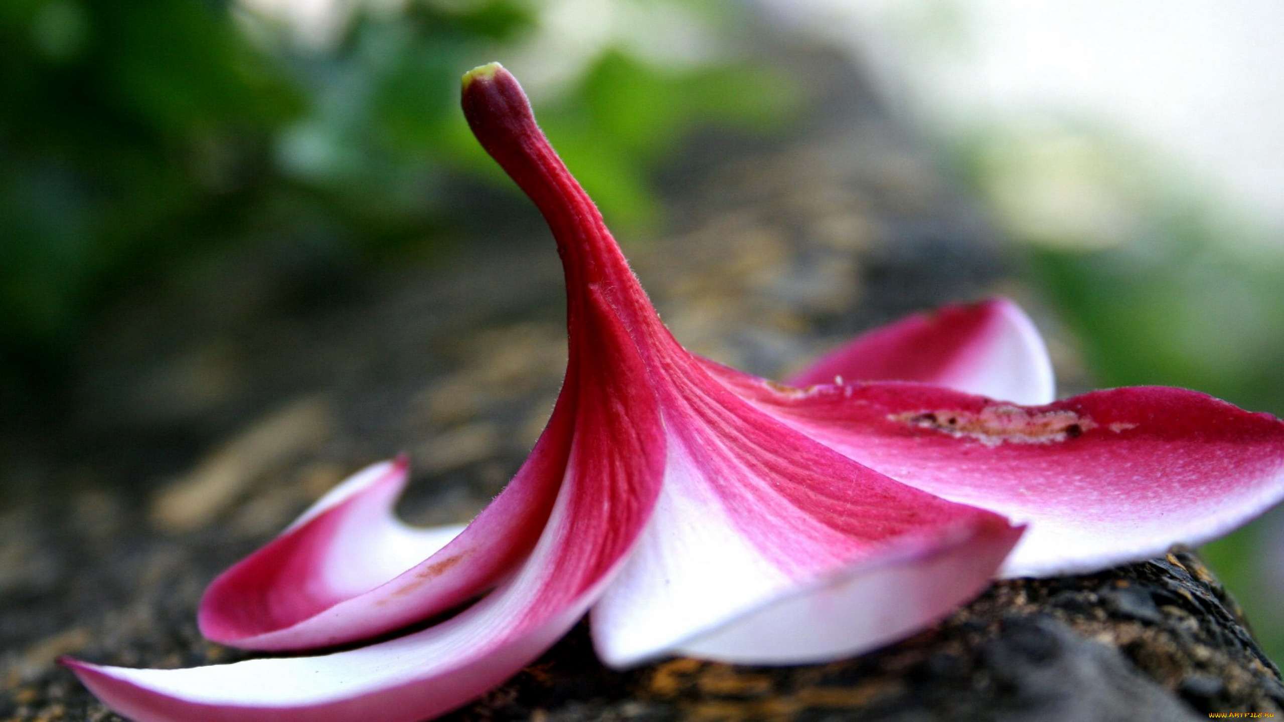 цветы, плюмерия, макро