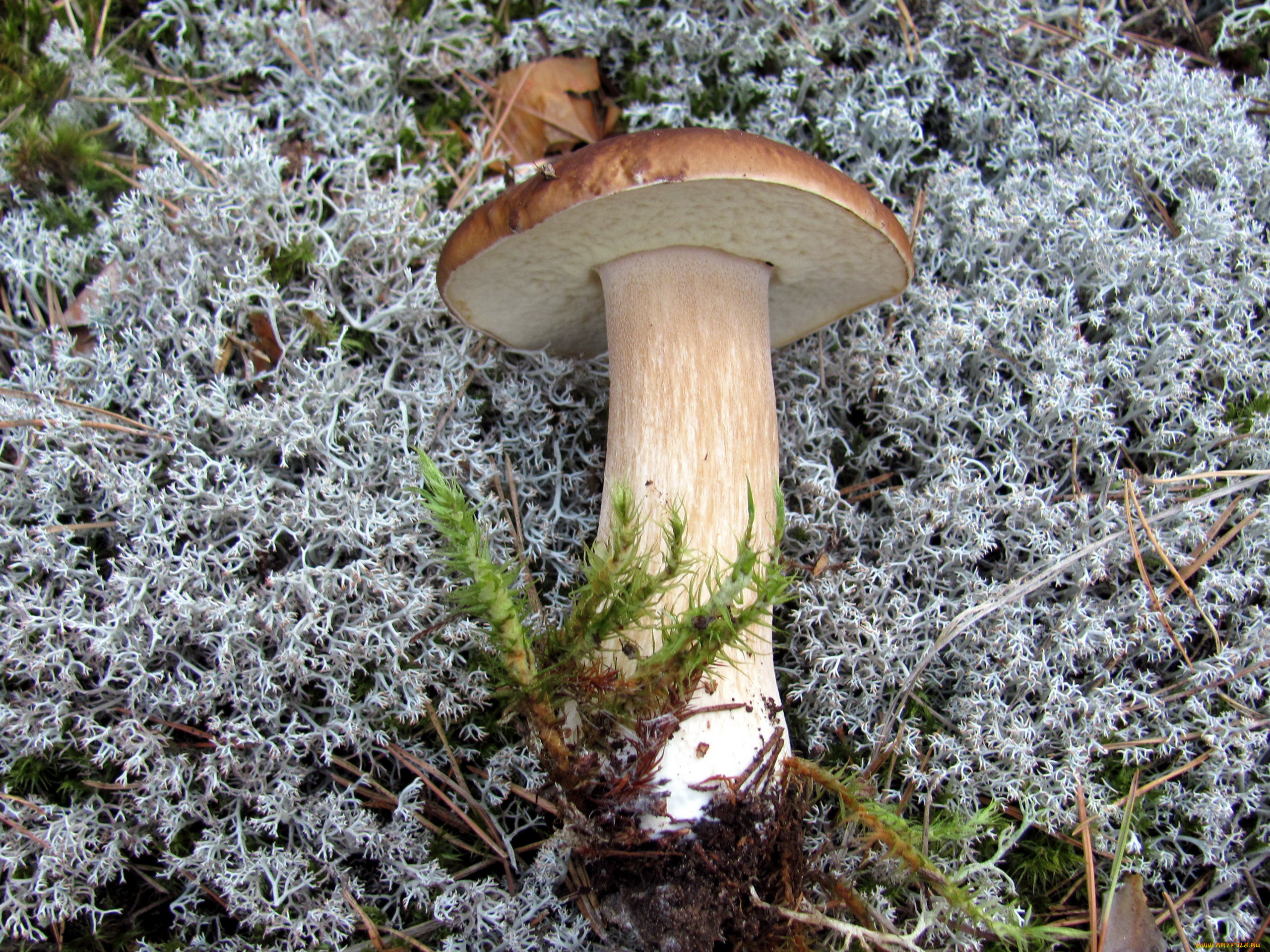 еда, грибы, , грибные, блюда, боровик