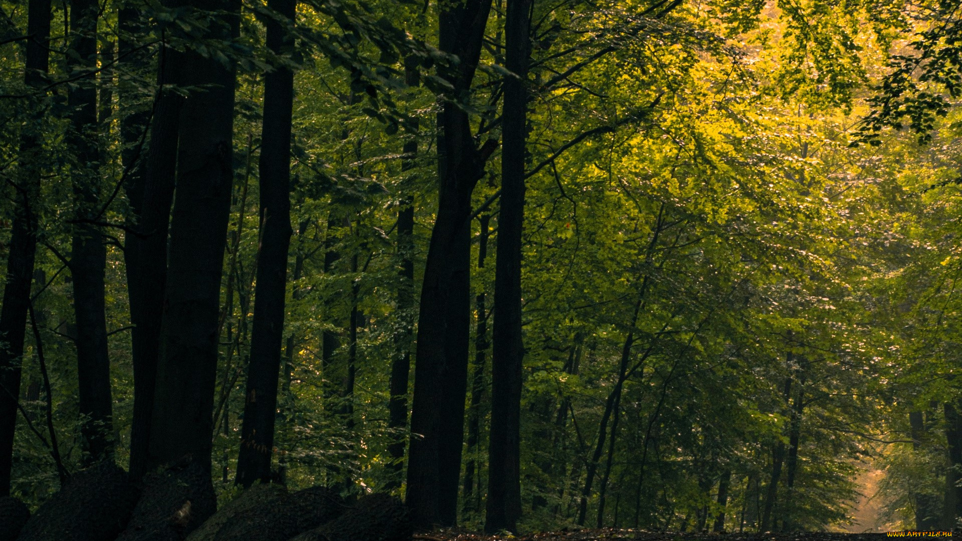 природа, лес, тропа, бревна