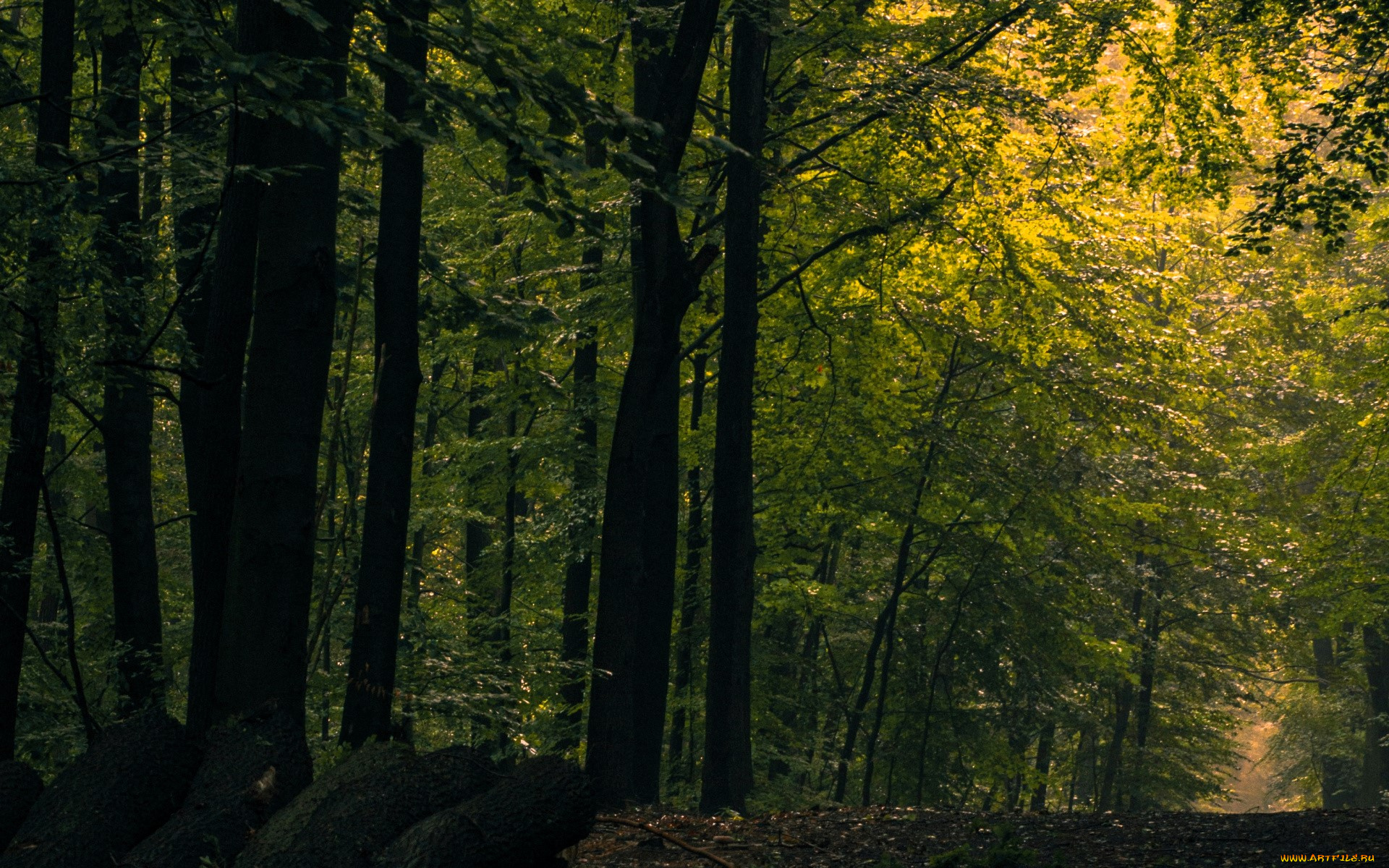 природа, лес, тропа, бревна