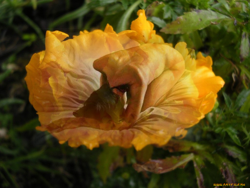 разное, компьютерный, дизайн