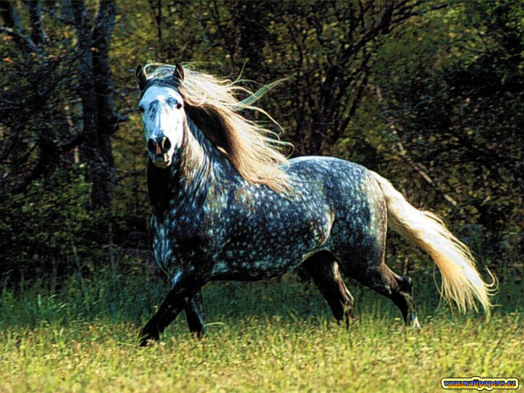 животные, лошади