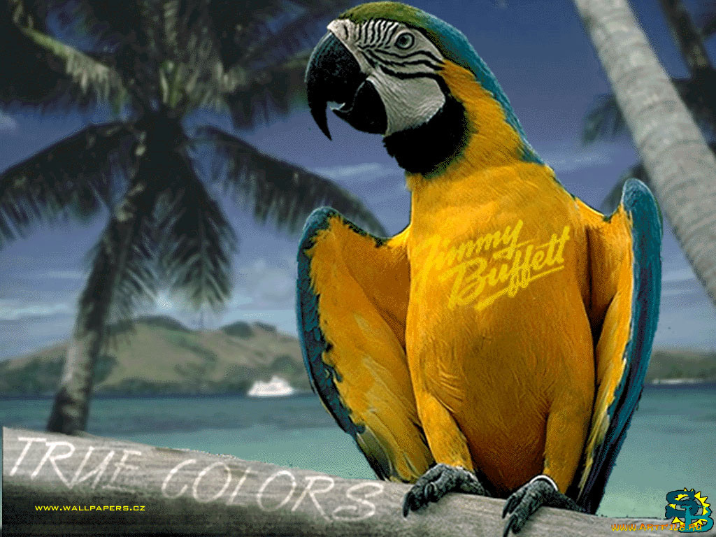 животные, попугаи