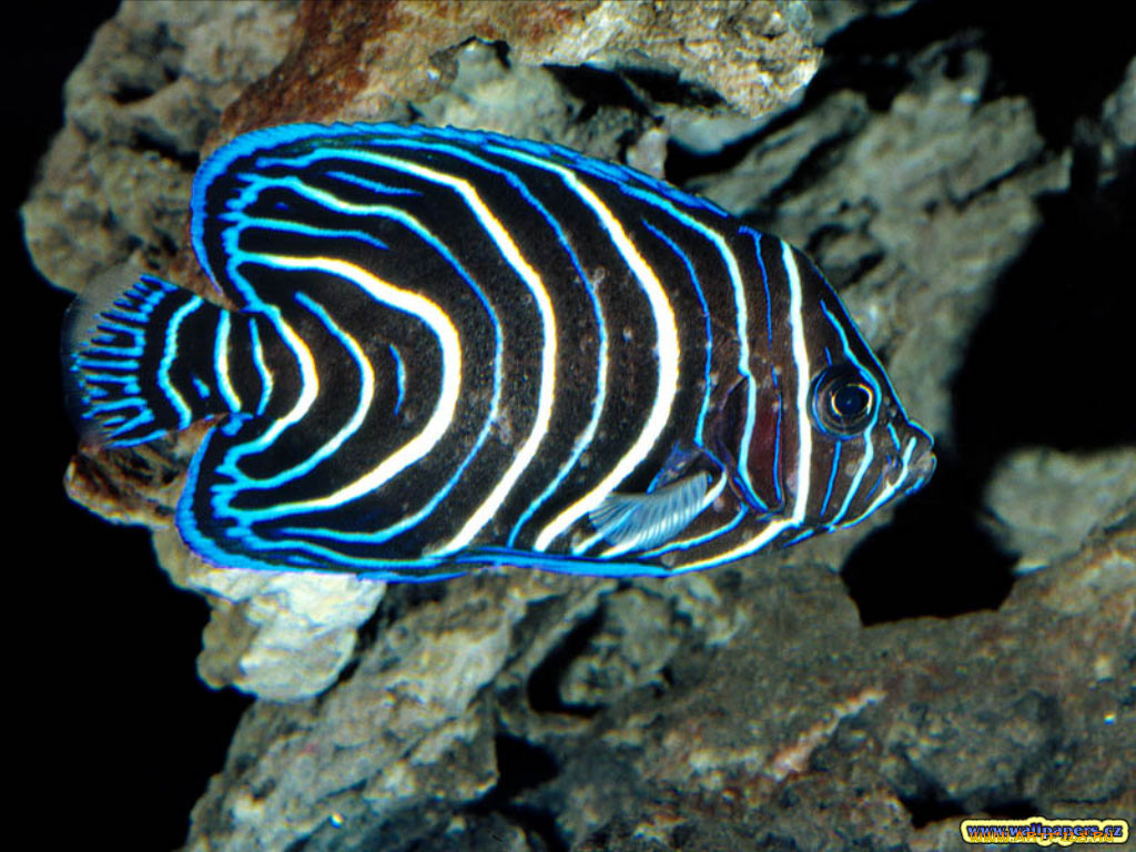 животные, рыбы