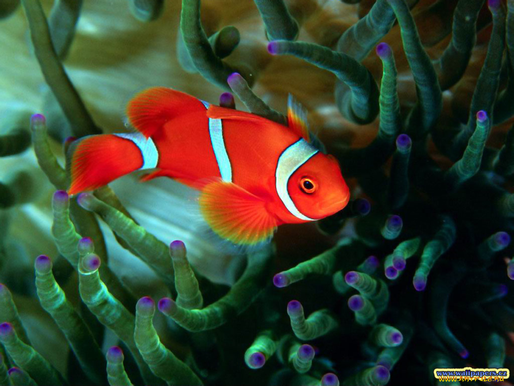 животные, рыбы