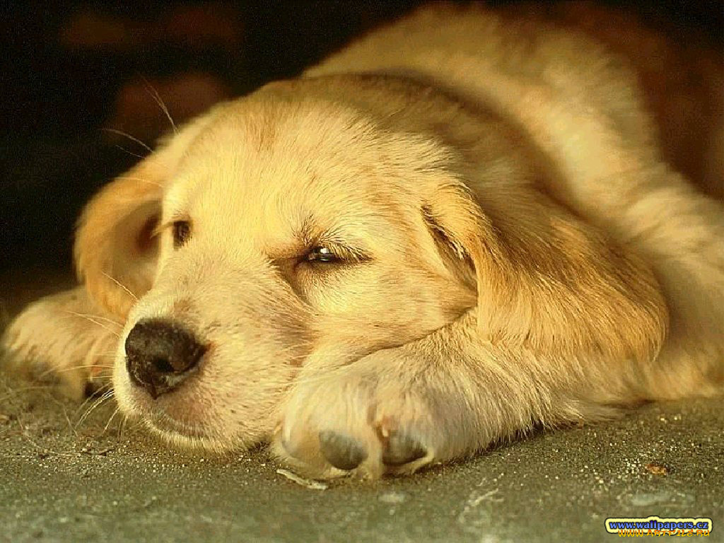 животные, собаки