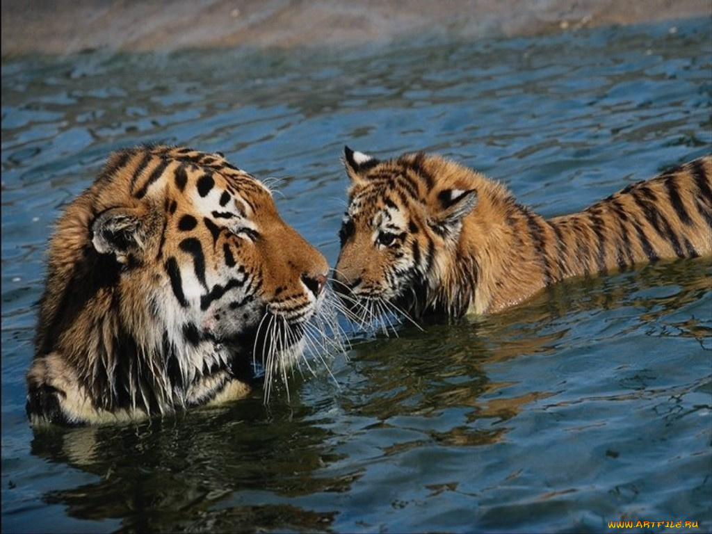 животные, тигры