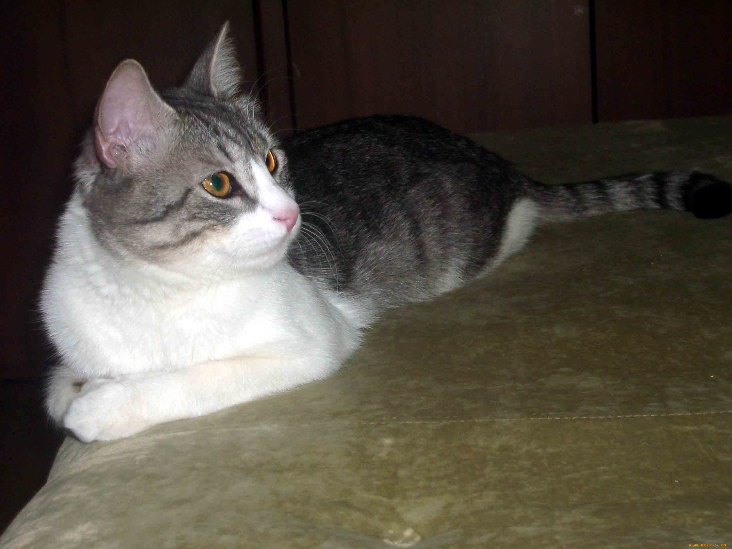 животные, коты