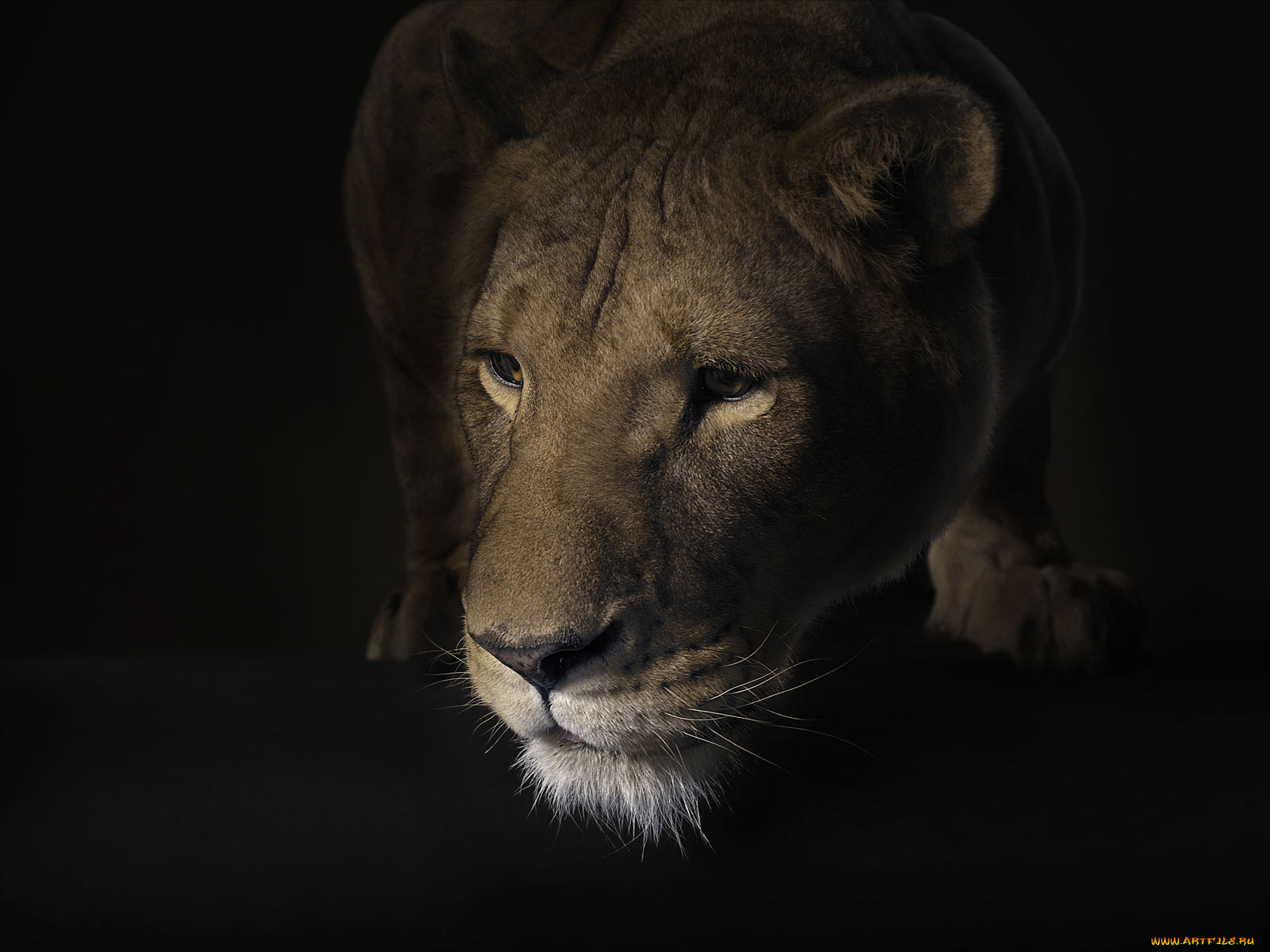 животные, львы