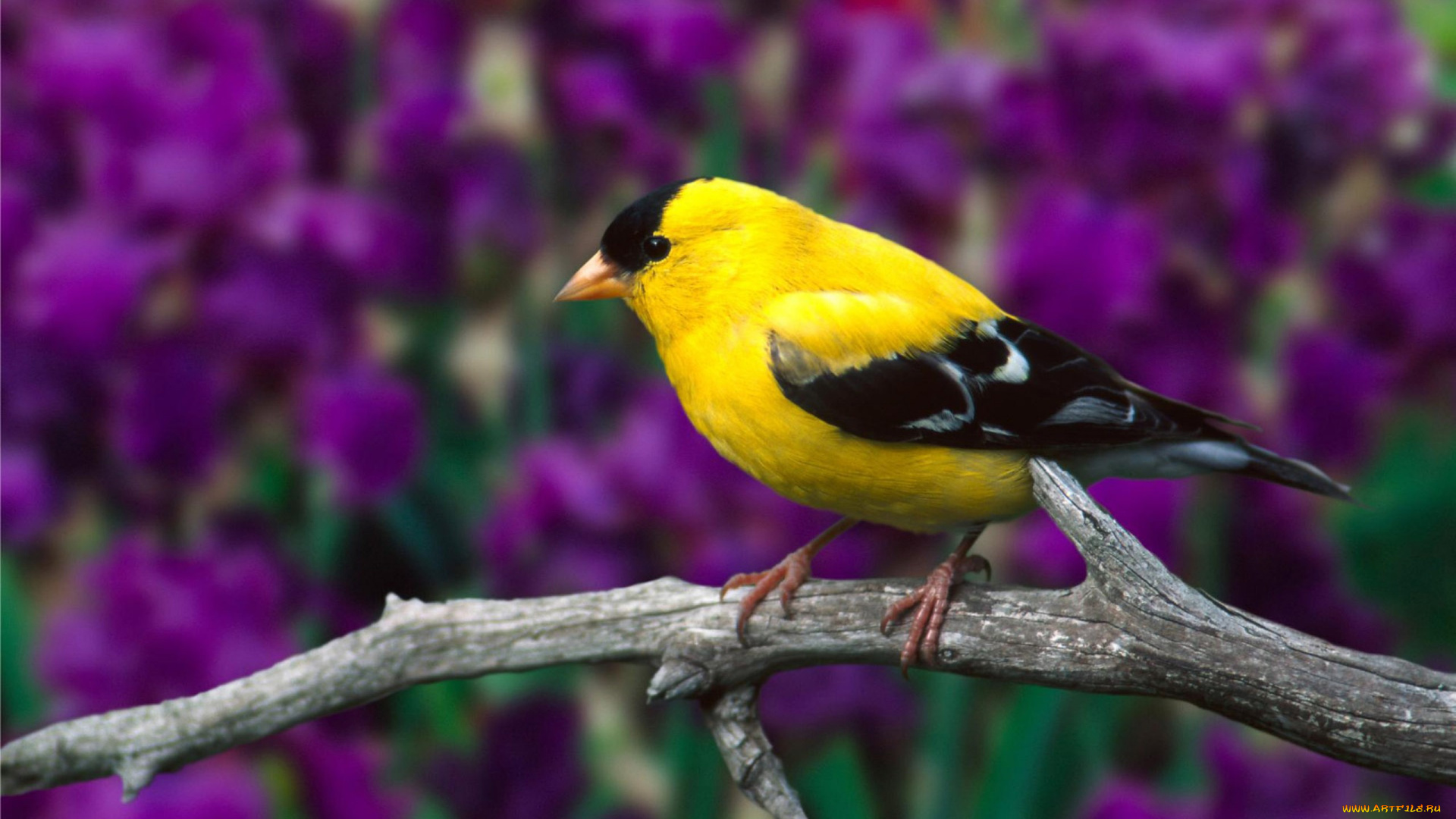 животные, птицы