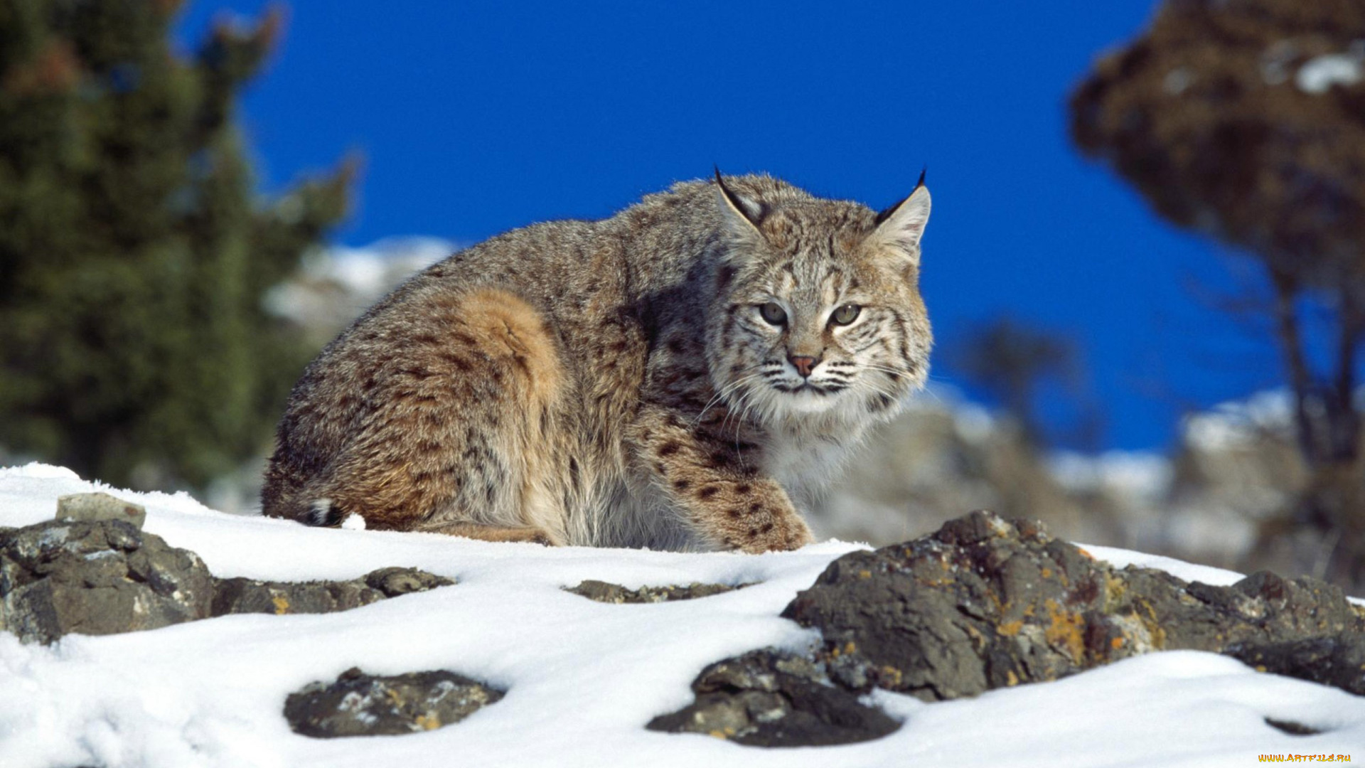 животные, рыси