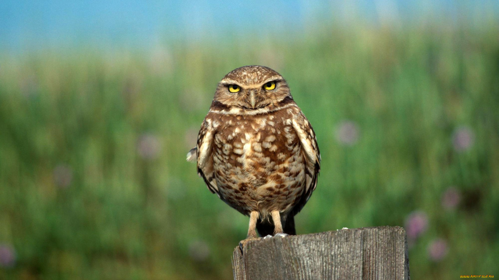 животные, совы