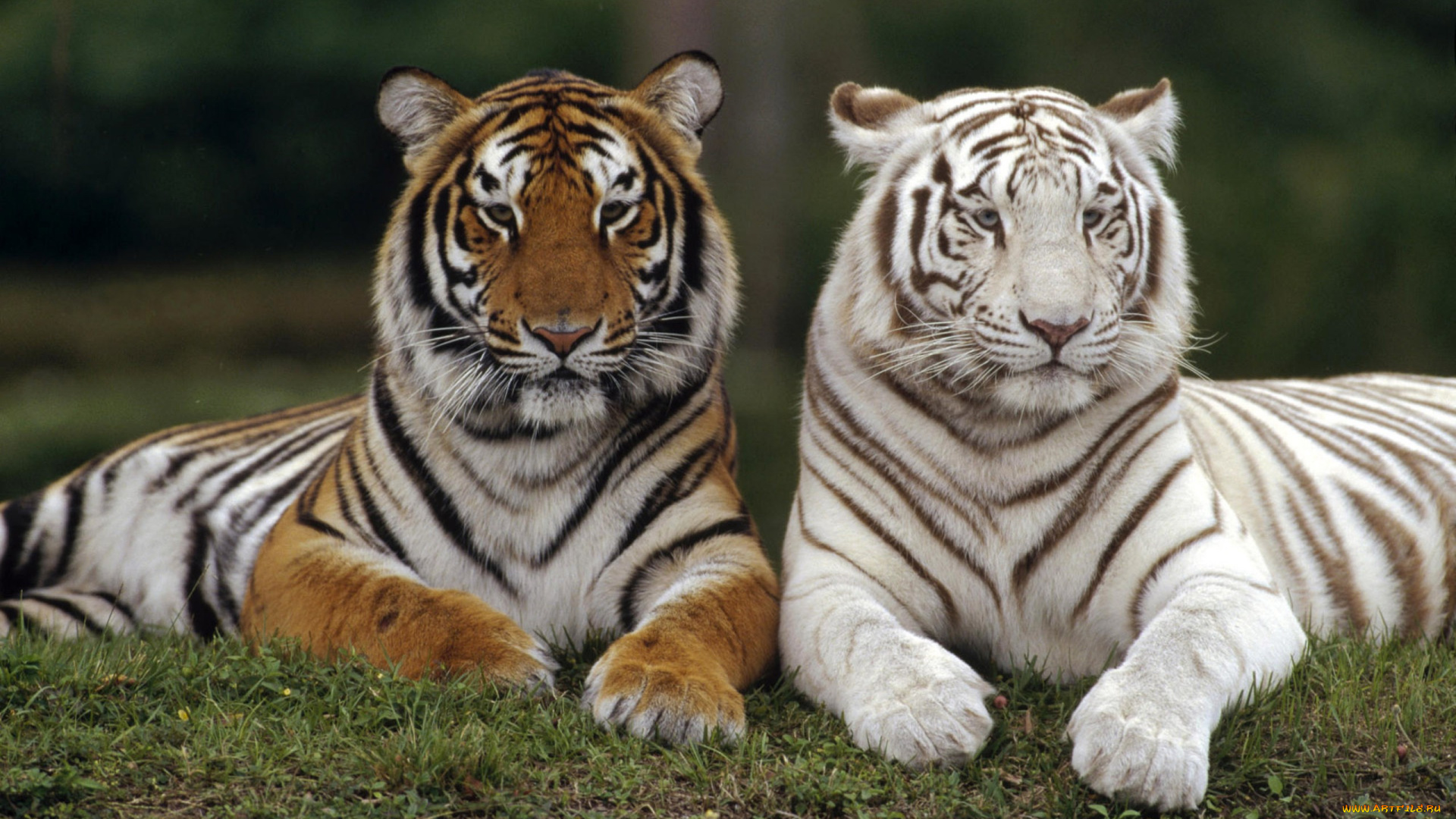 животные, тигры