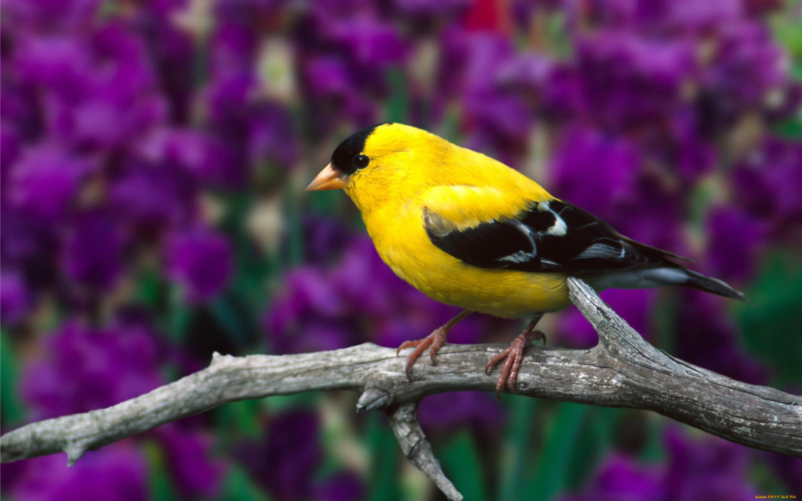 животные, птицы