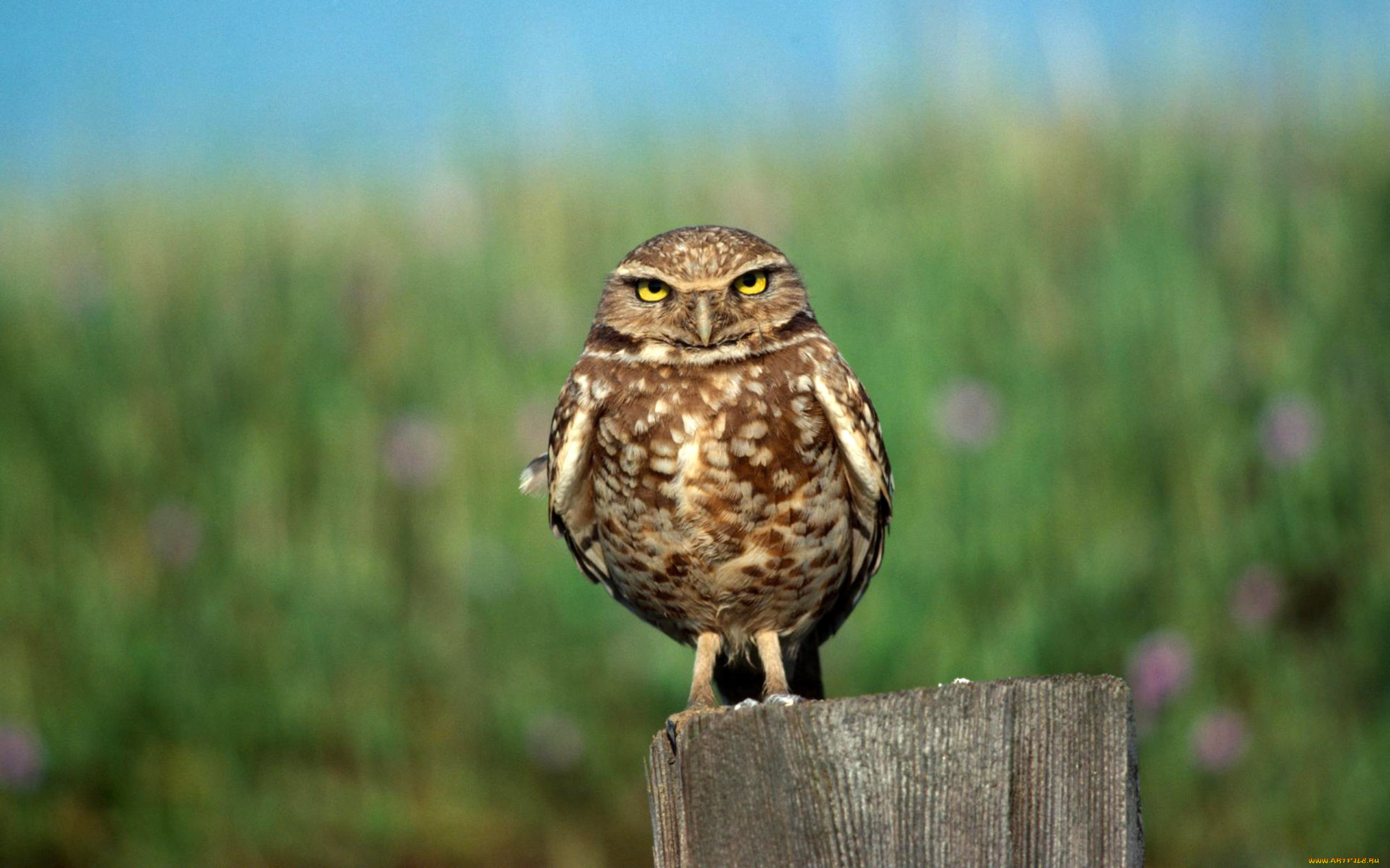 животные, совы