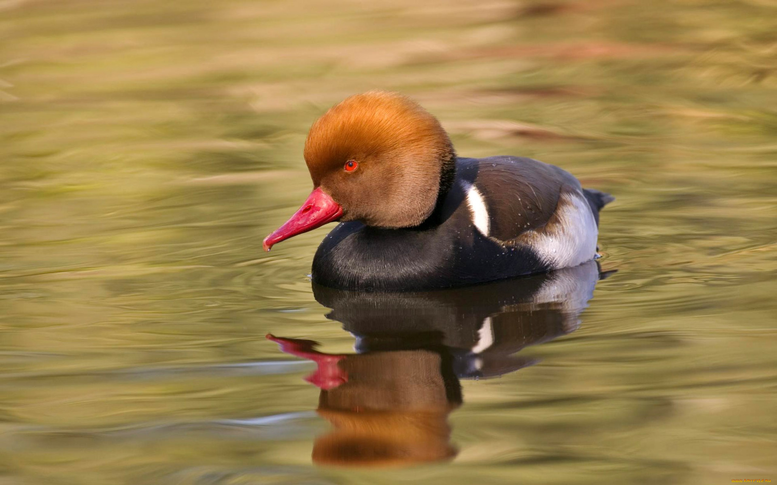 животные, утки