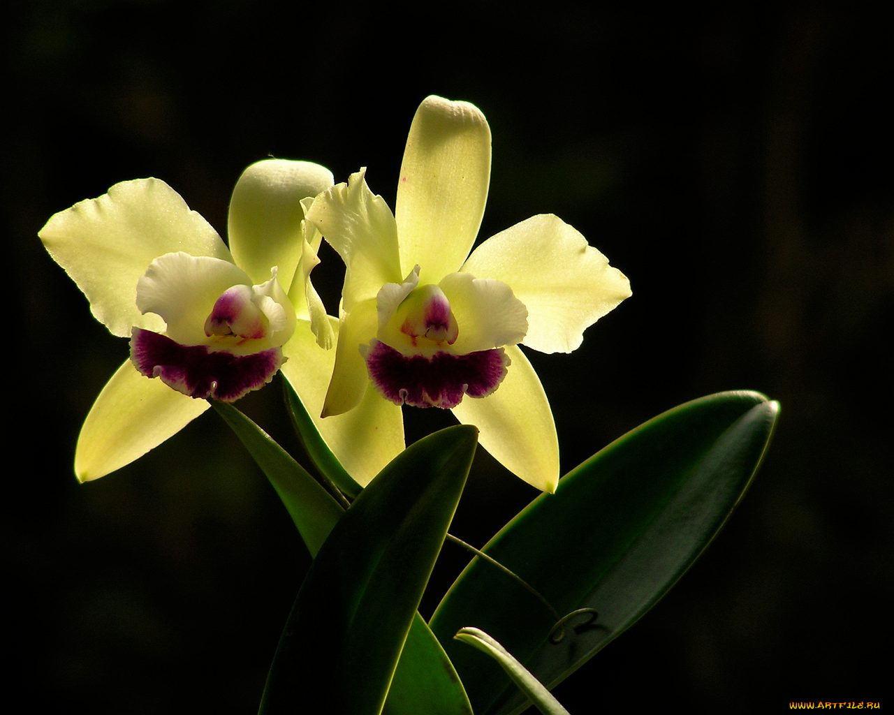 цветы, орхидеи