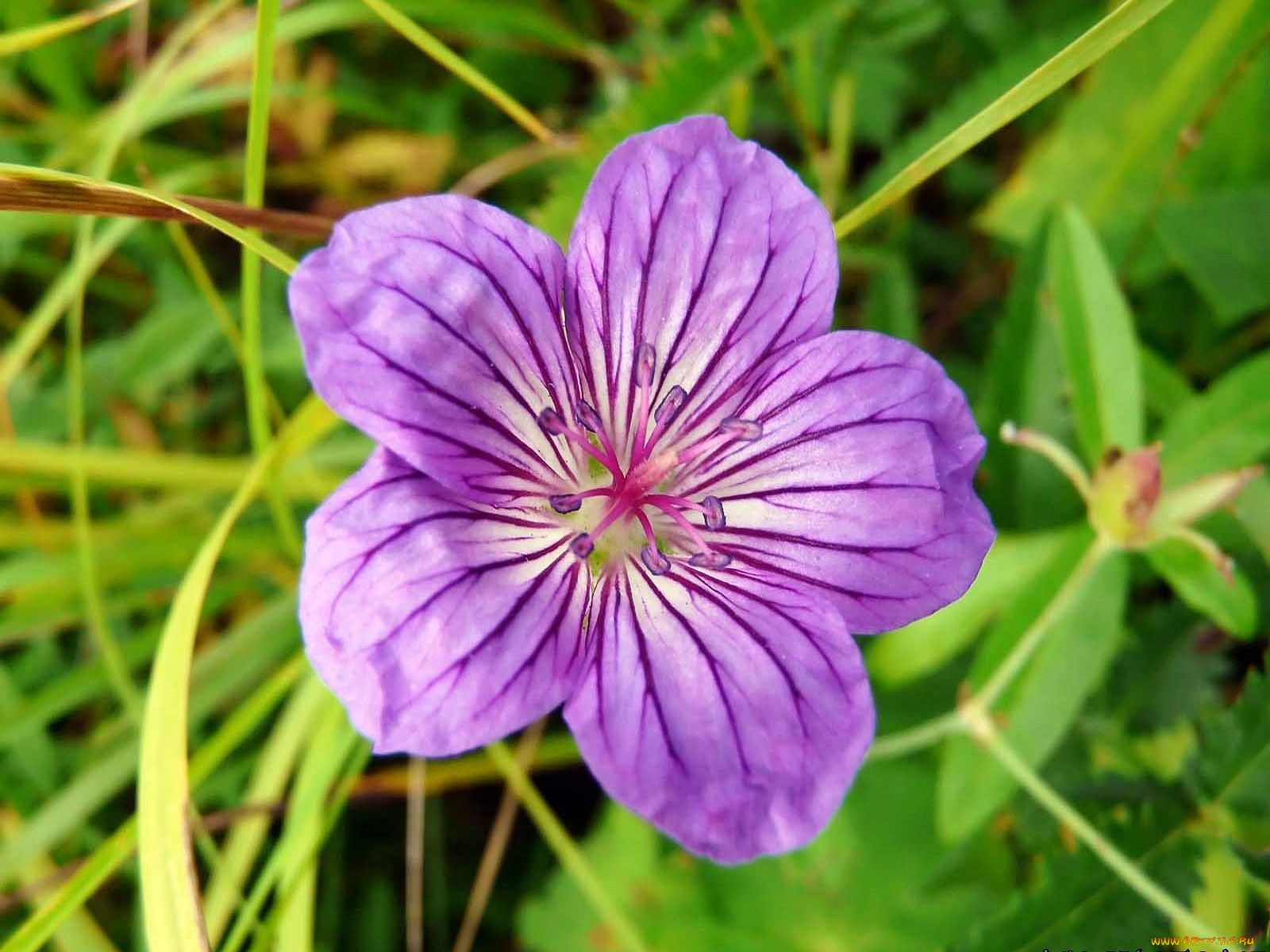 автор, виктор, алеветдинов, цветы, герань
