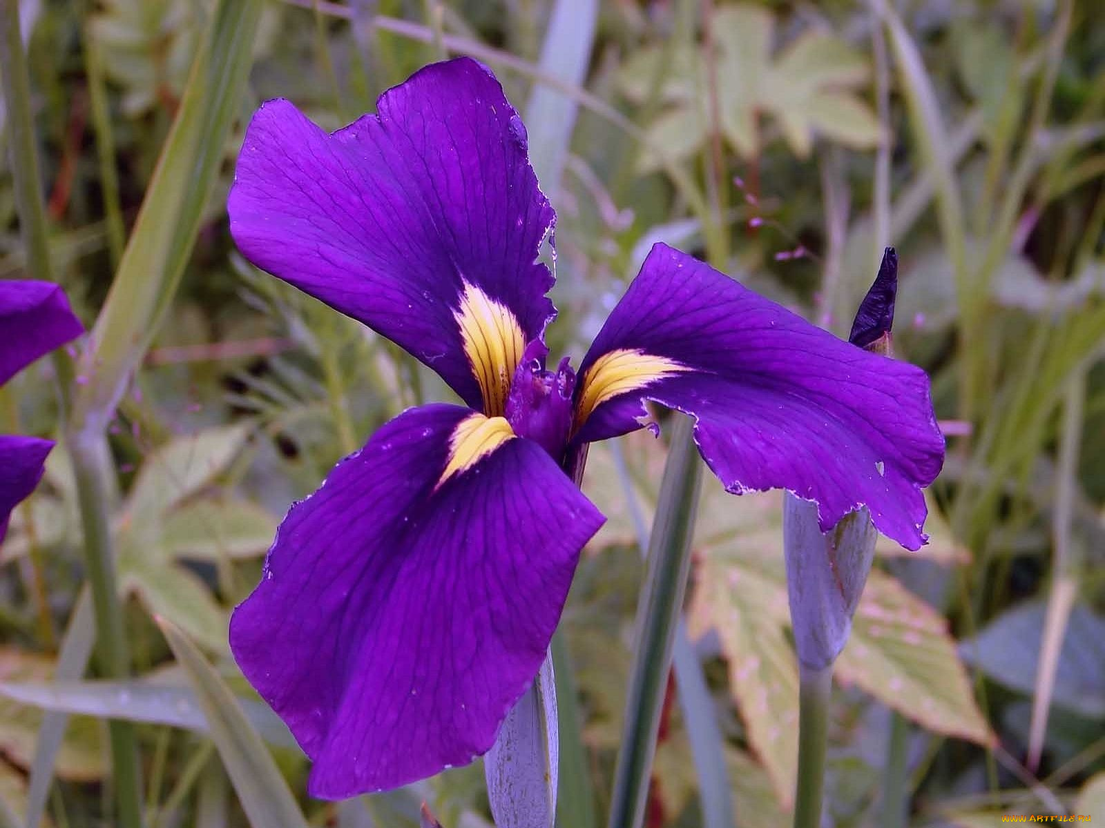 автор, виктор, алеветдинов, цветы, ирисы