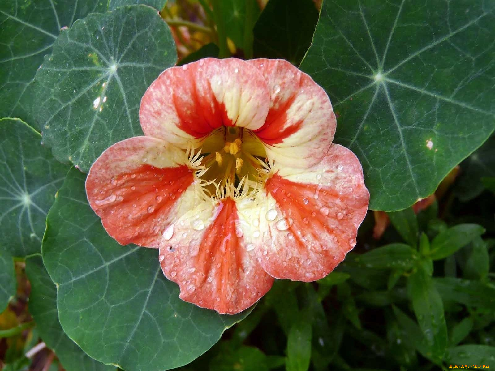 автор, виктор, алеветдинов, цветы, настурции