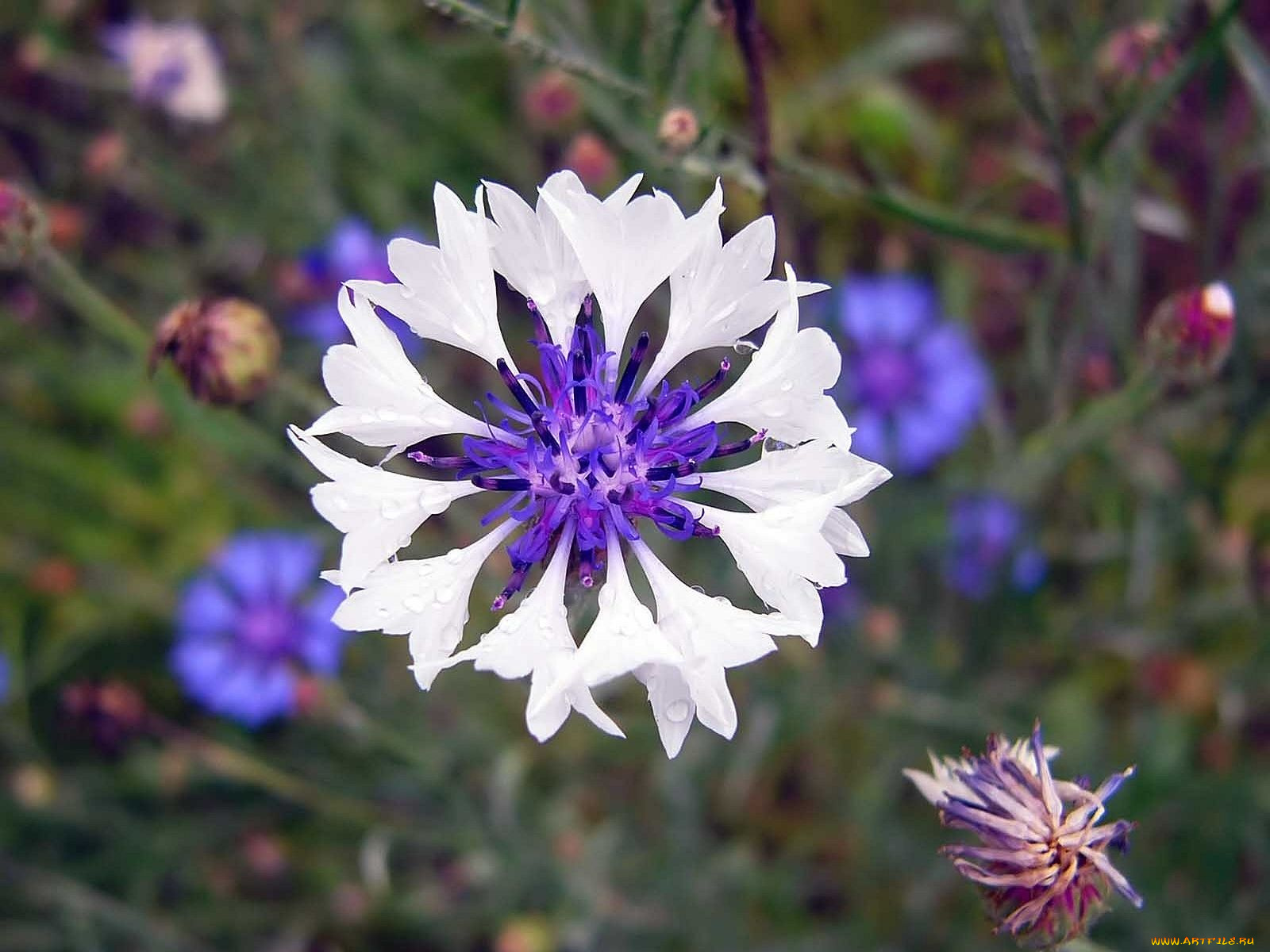 автор, виктор, алеветдинов, цветы, васильки