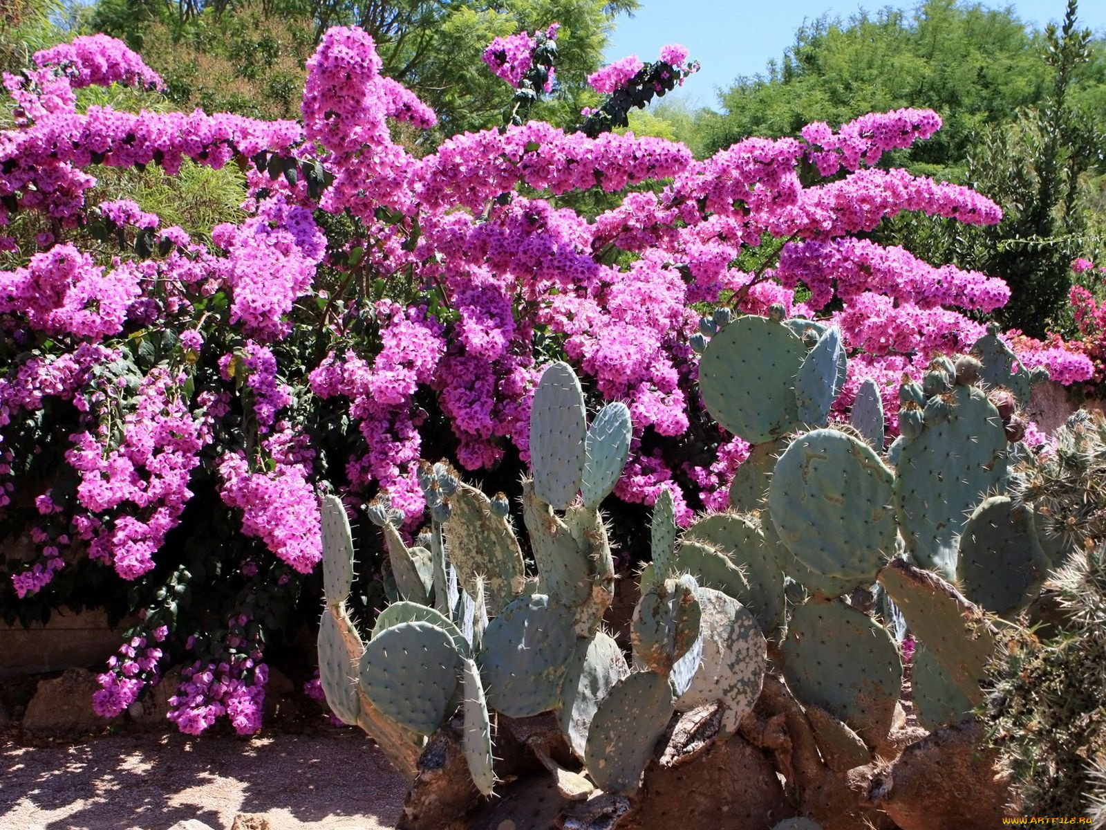 цветы, разные, вместе
