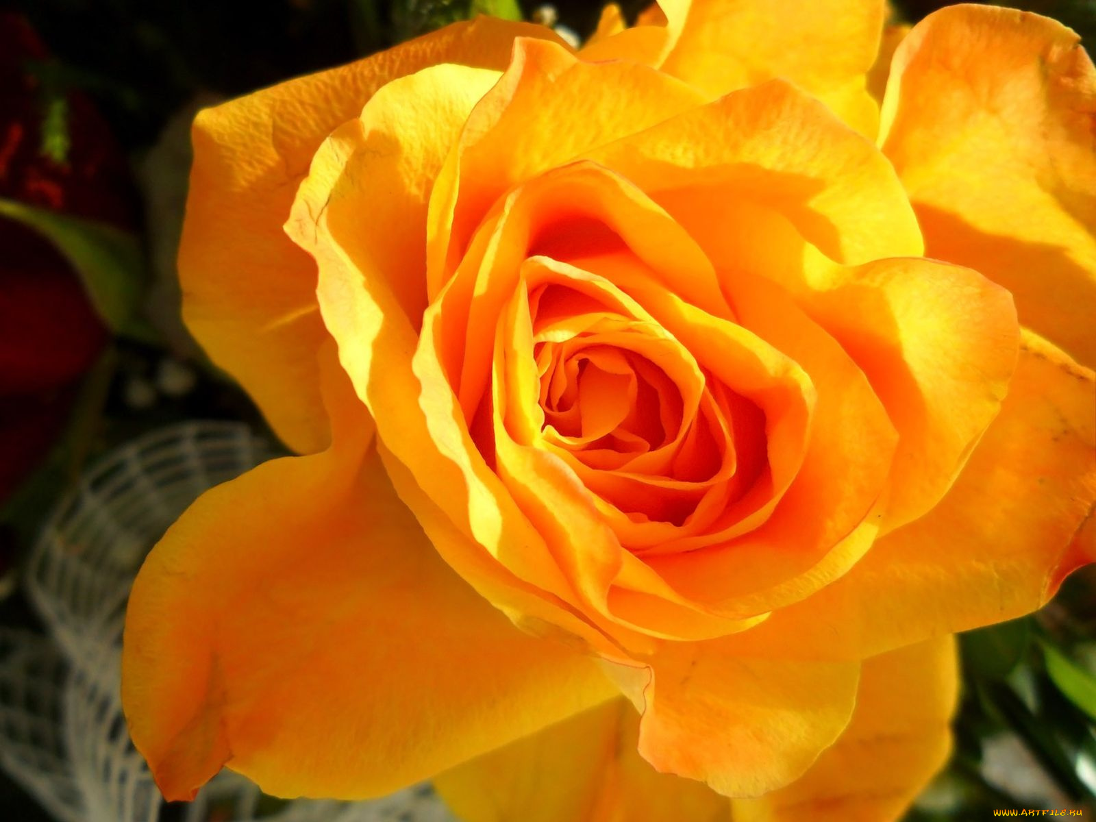 цветы, розы