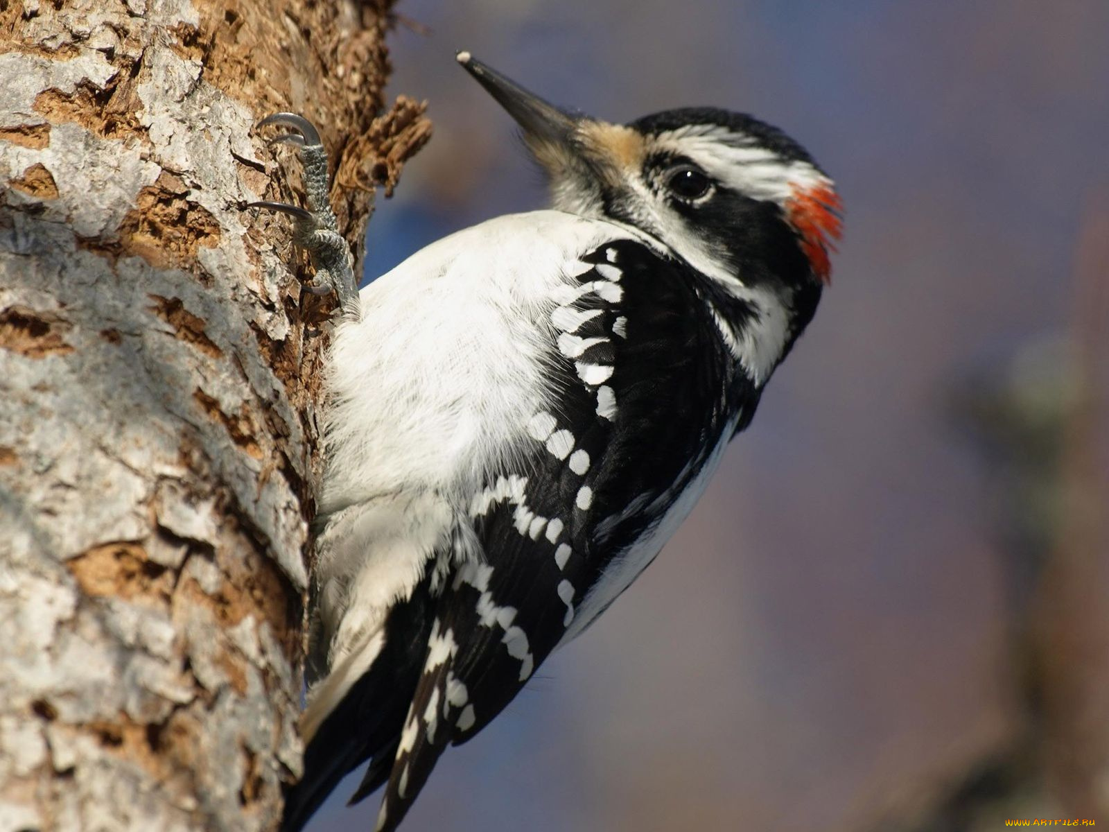 животные, дятлы