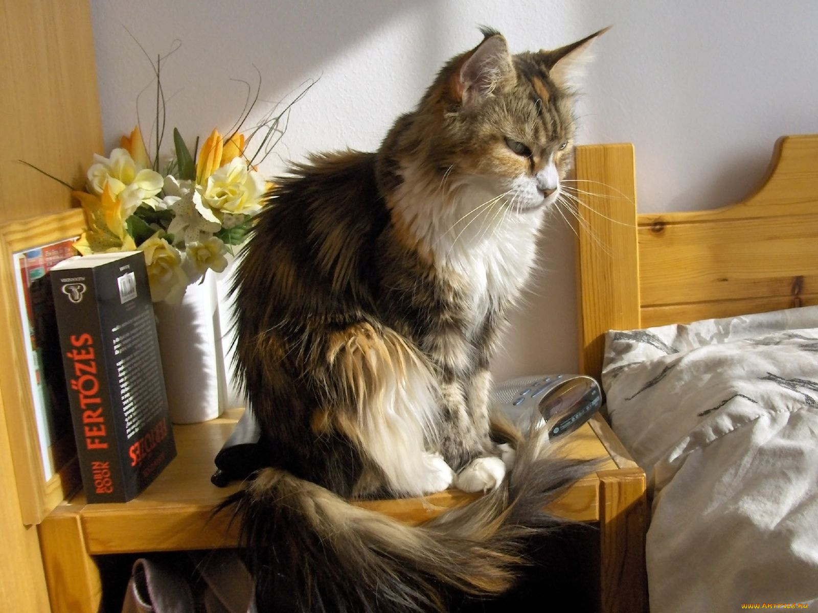 животные, коты