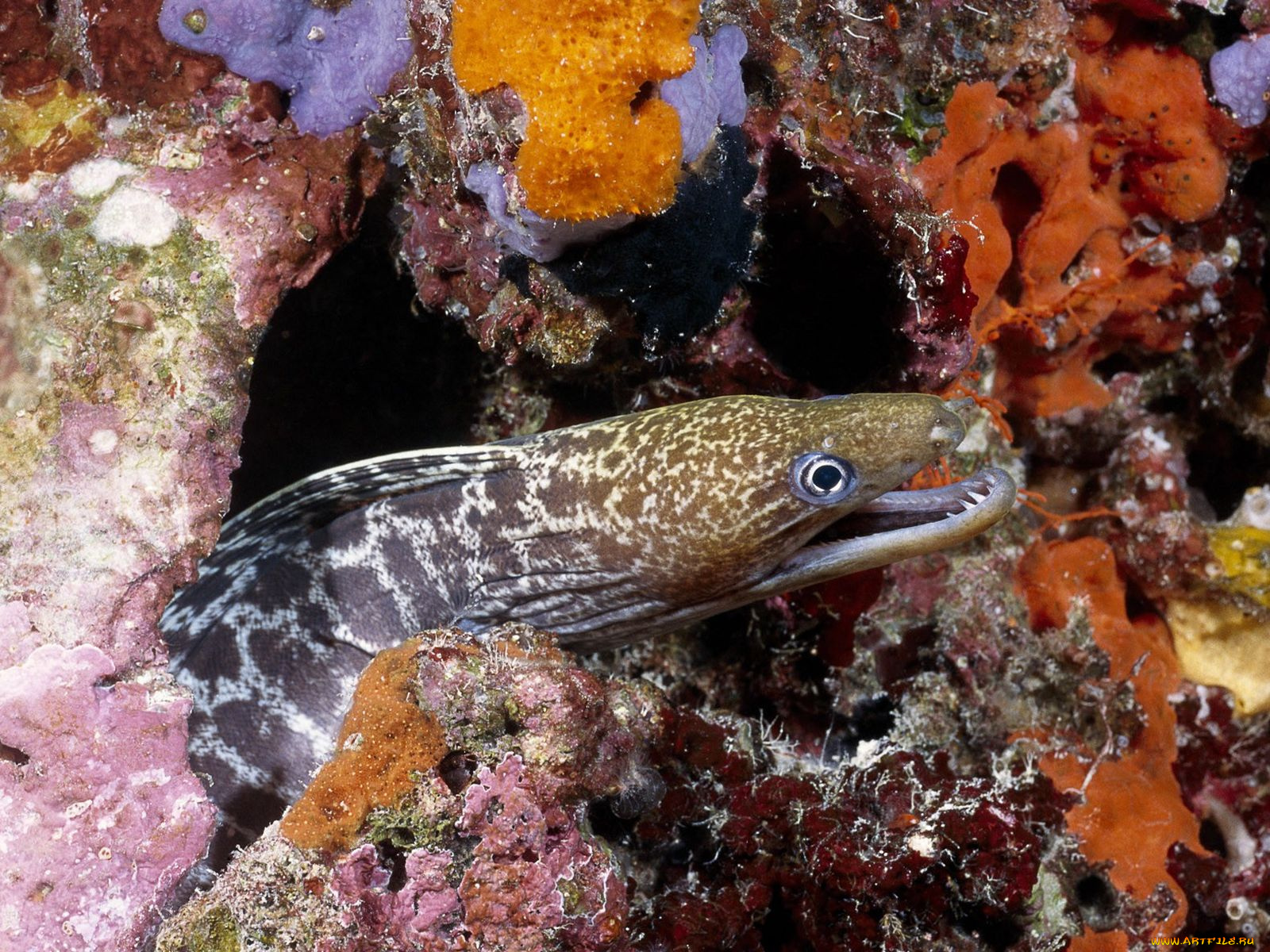 животные, мурены