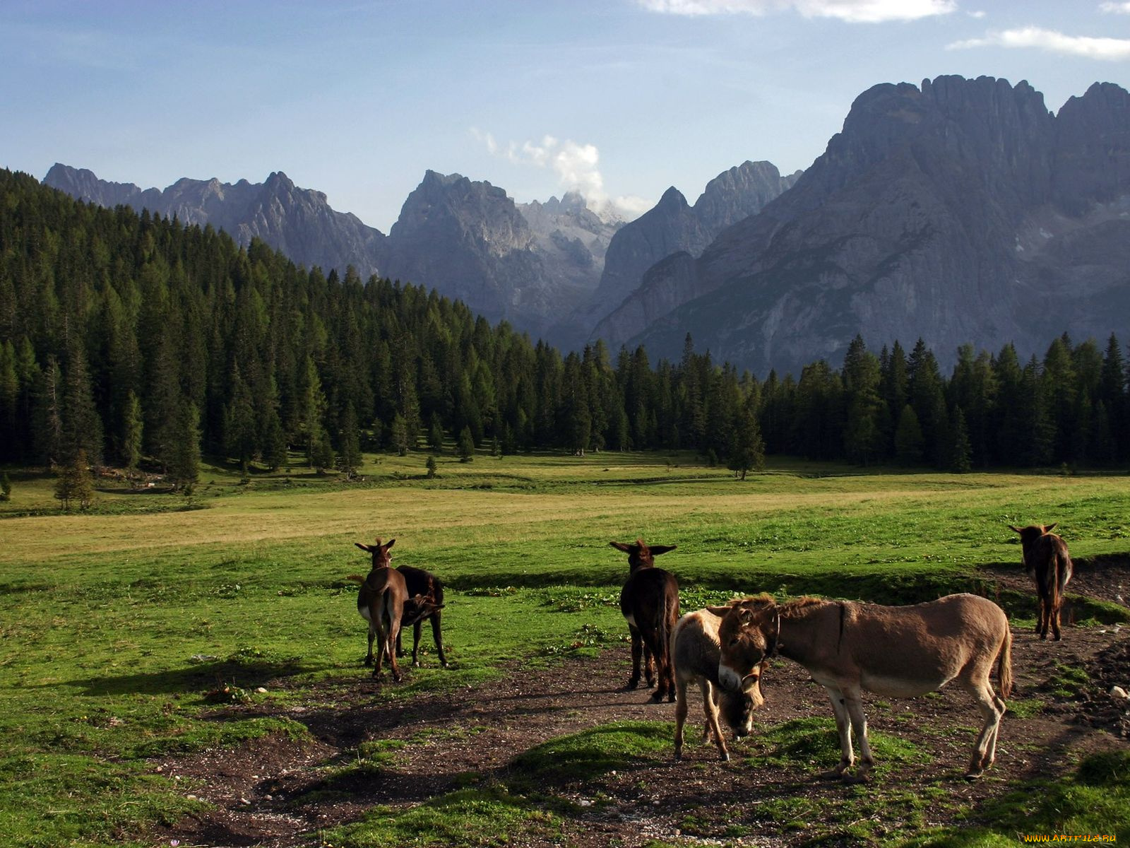 животные, ослы