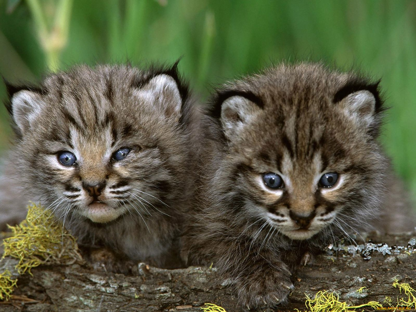 животные, рыси, рысята