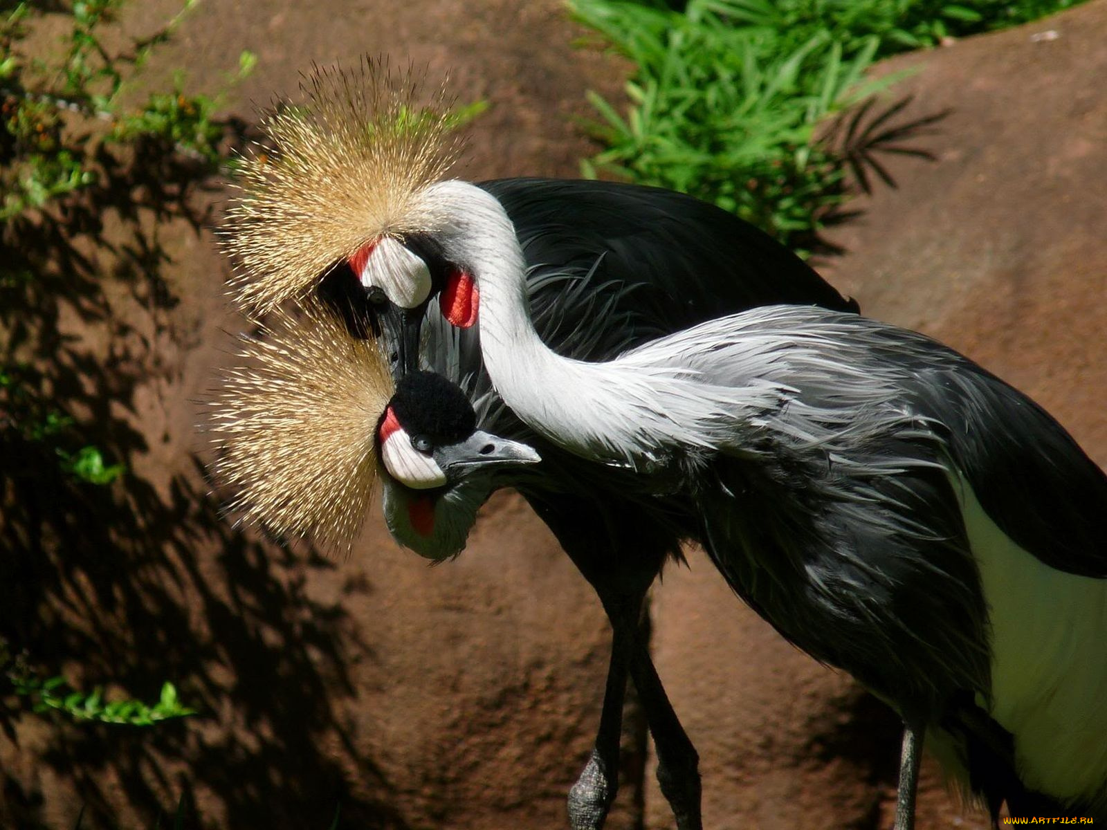 животные, журавли