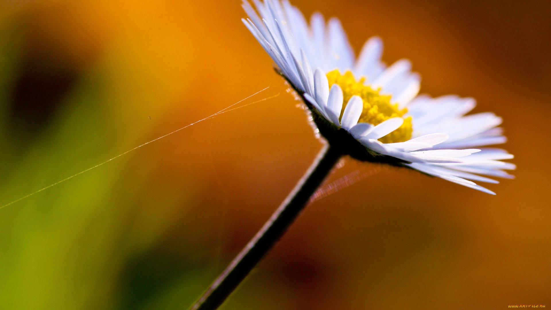 цветы, ромашки