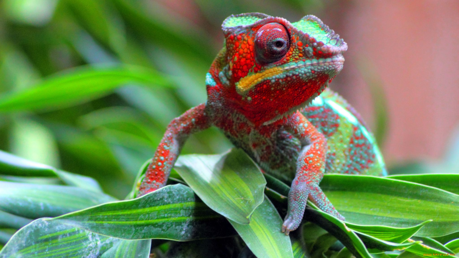 животные, хамелеоны