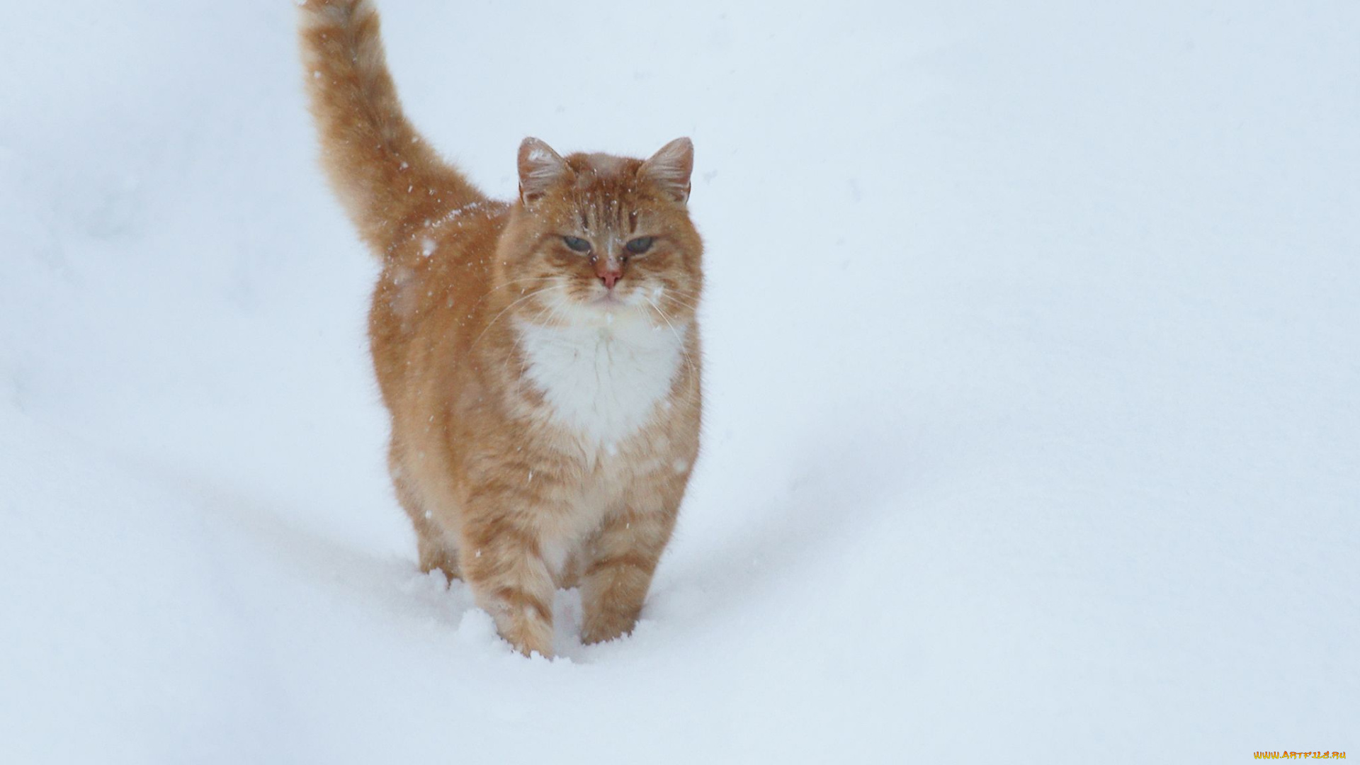 животные, коты