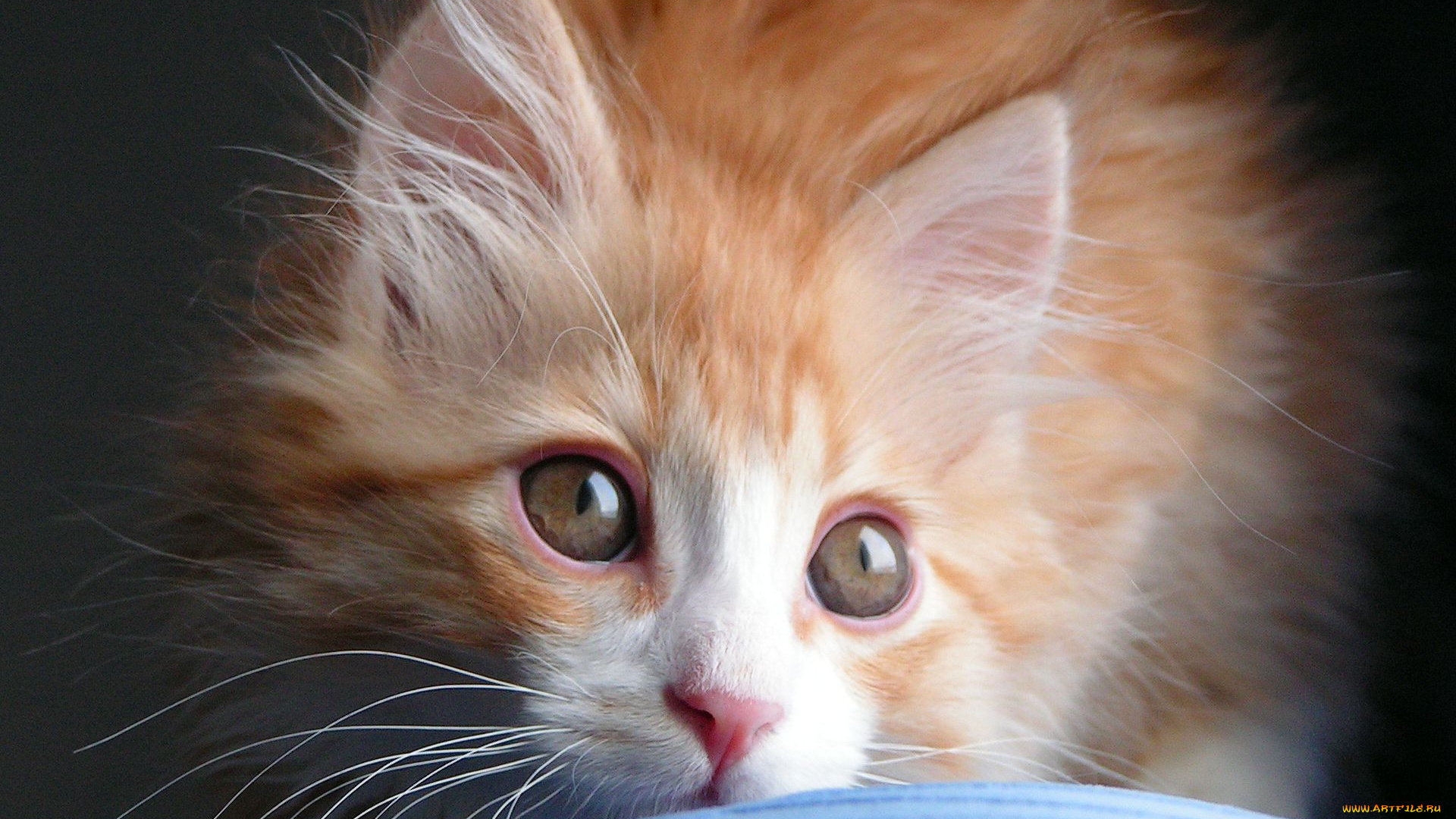 животные, коты