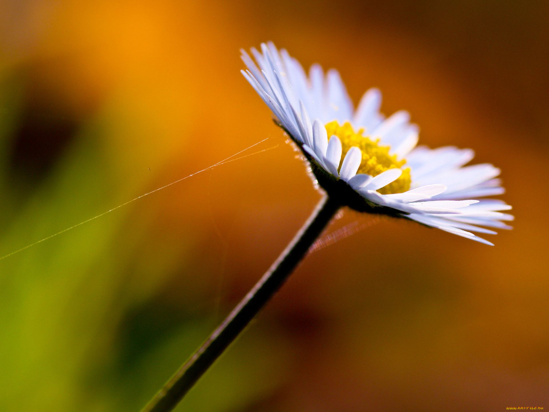 цветы, ромашки
