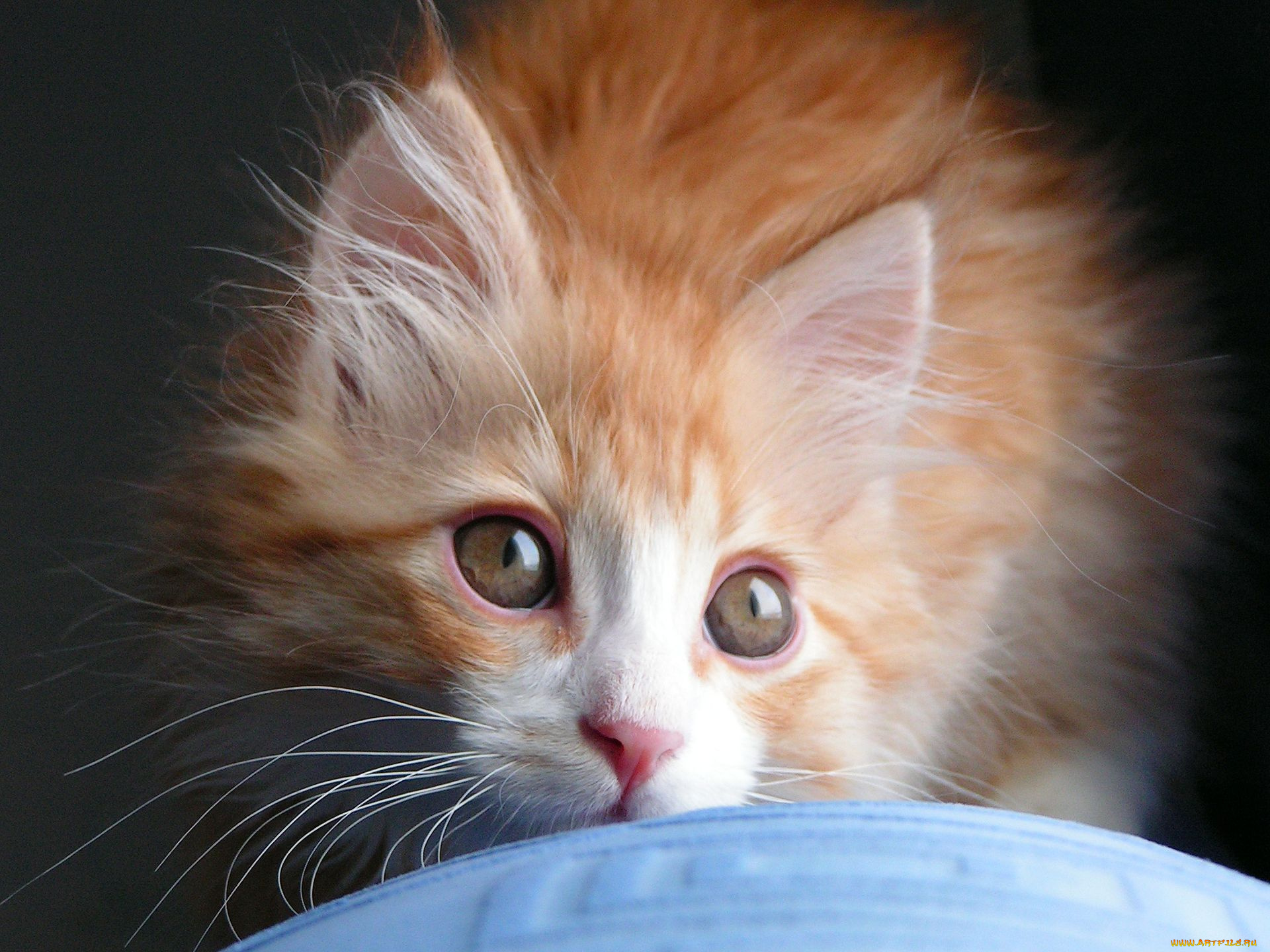 животные, коты