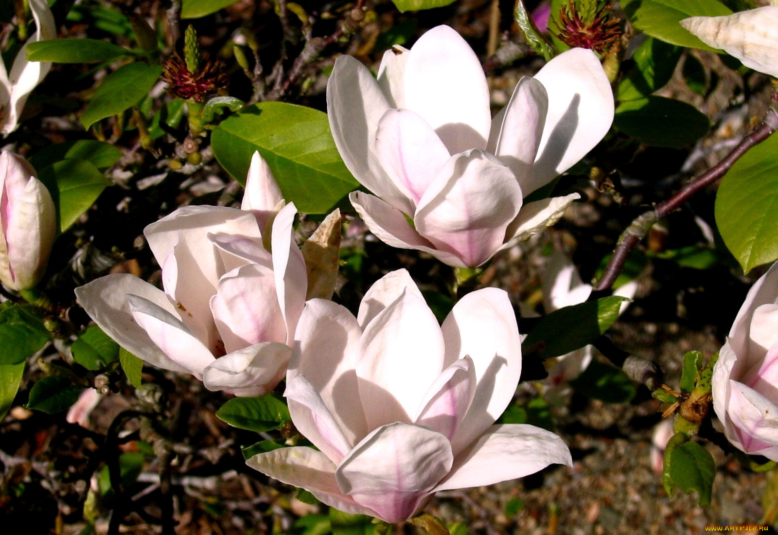 цветы, магнолии, цветение, бледно-розовый