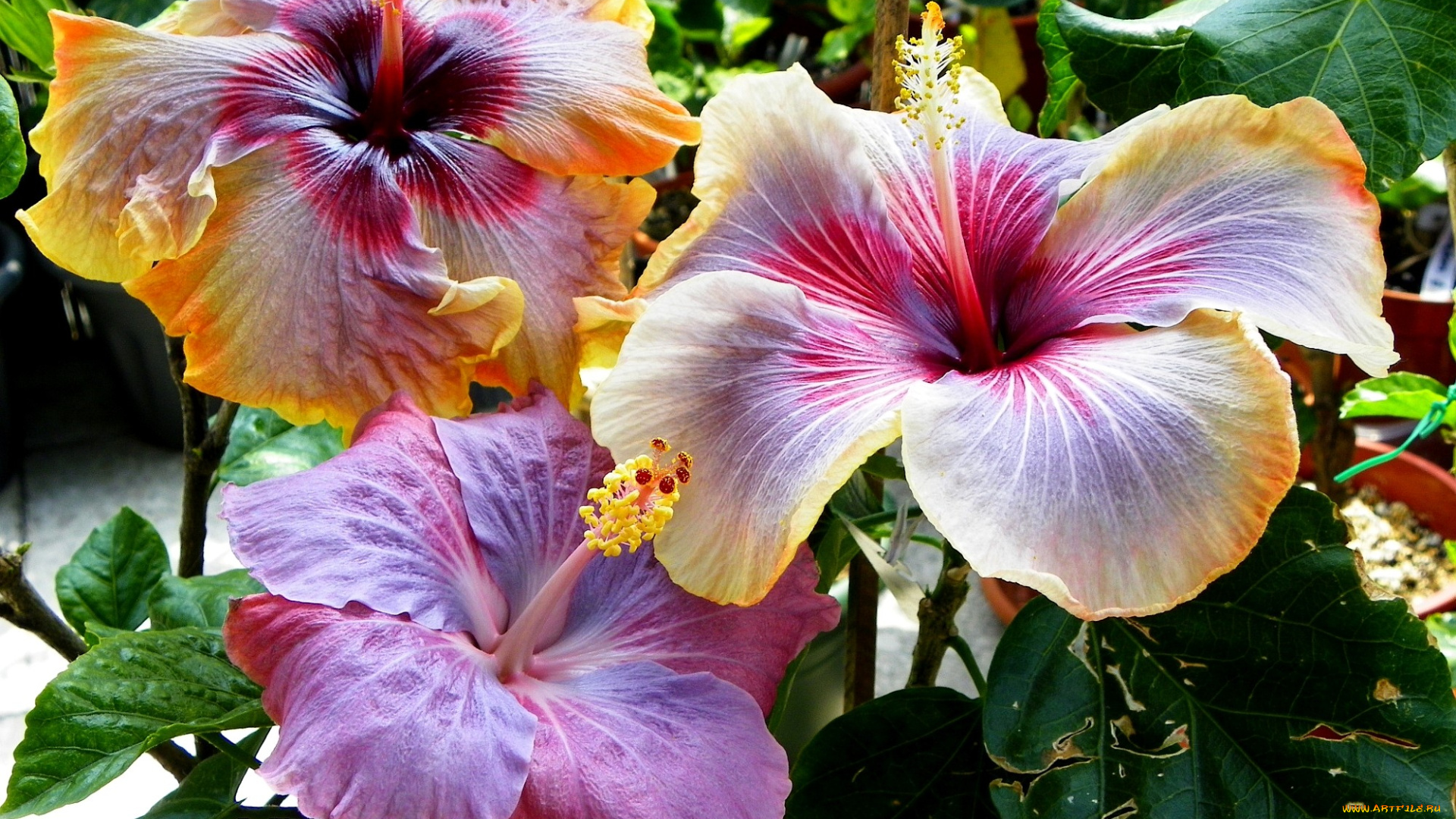 цветы, гибискусы, экзотика