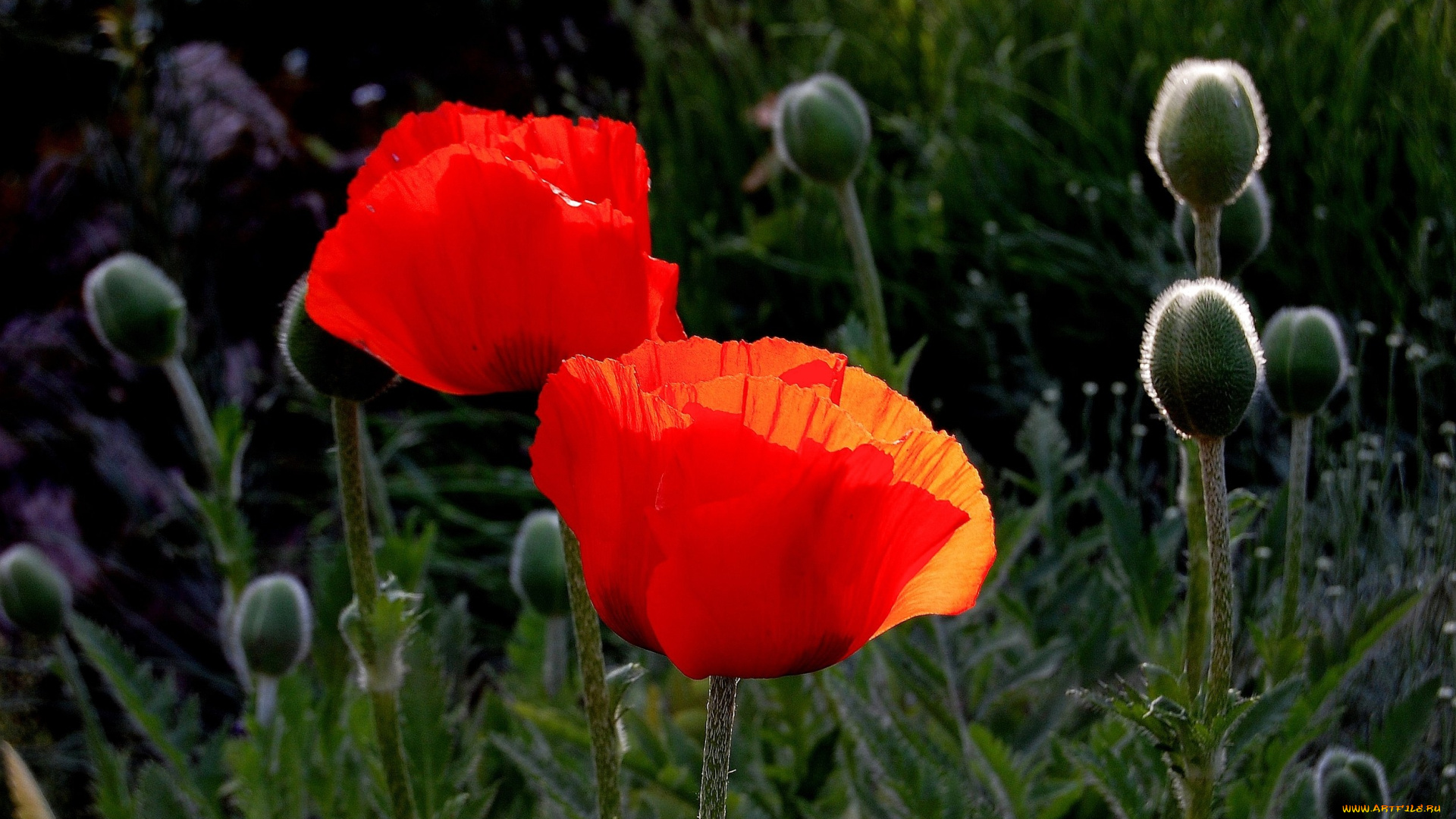 цветы, маки, бутоны, красный
