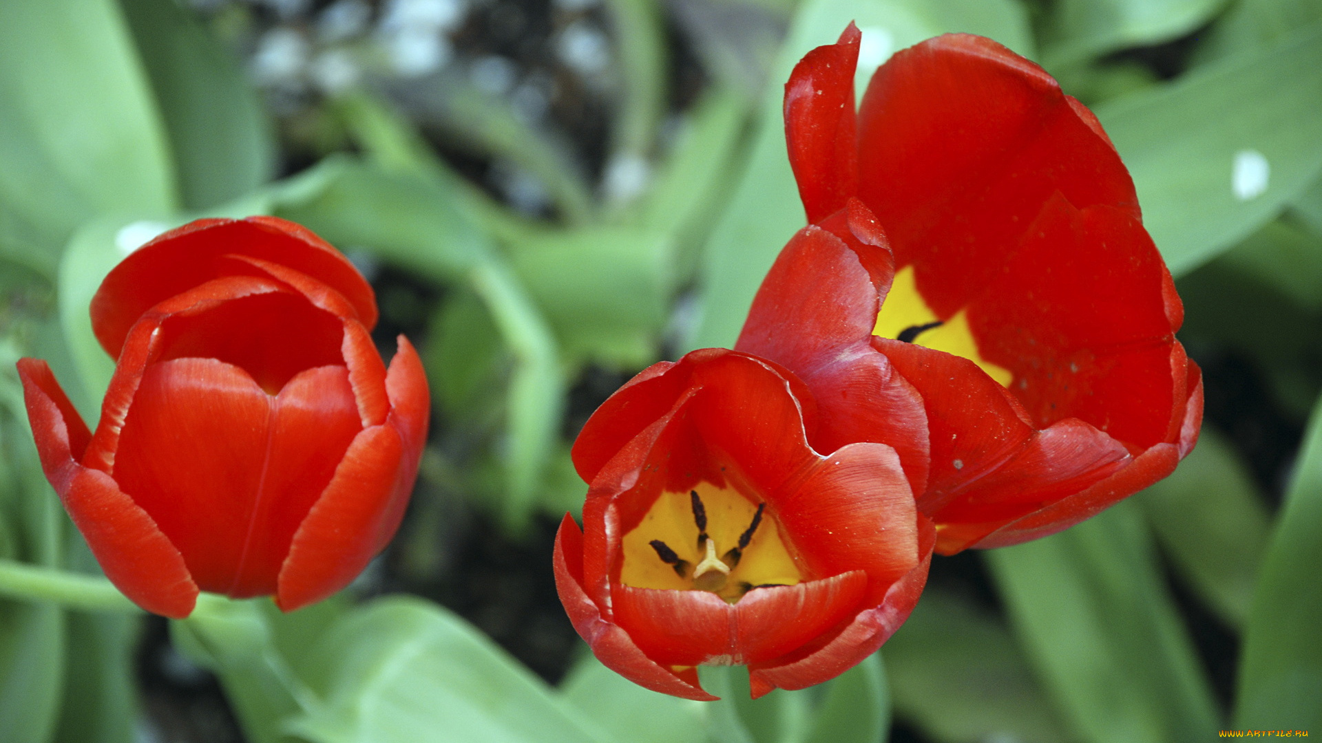 цветы, тюльпаны, листья