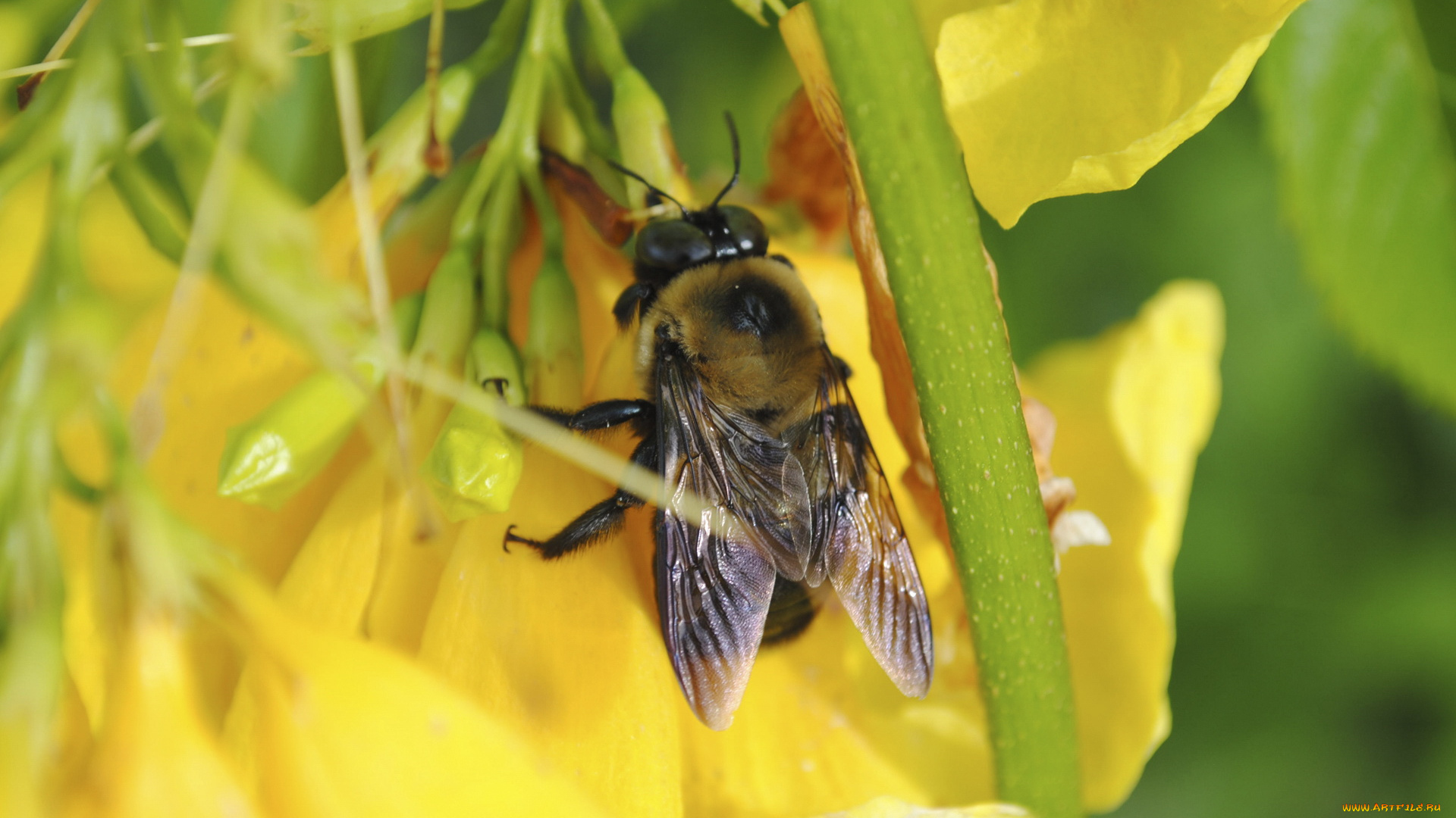 животные, пчелы, осы, шмели, желтый