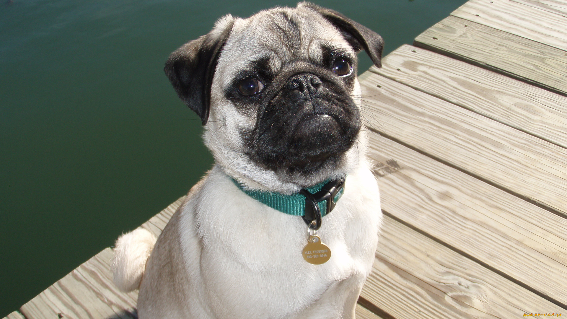 животные, собаки, мопс