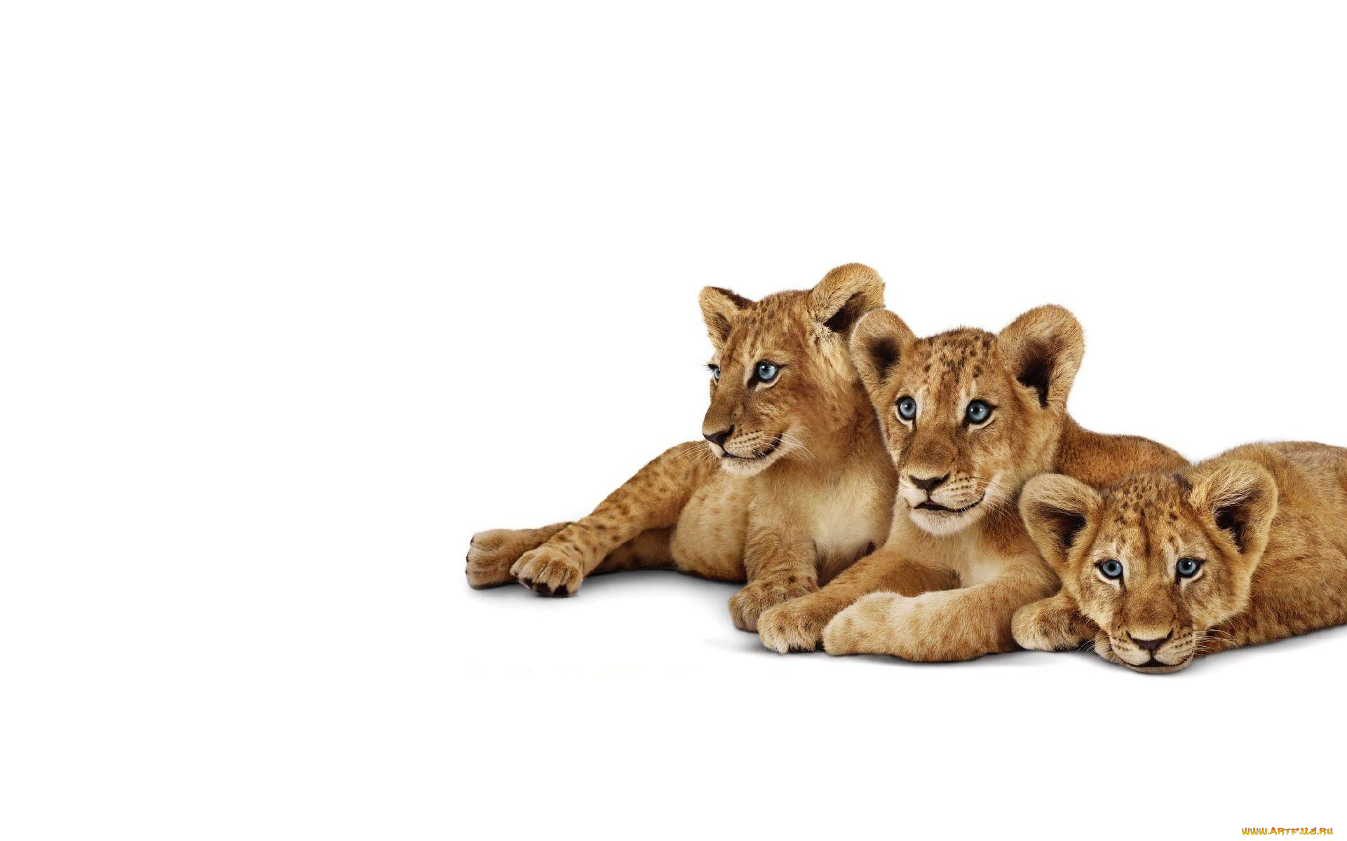 животные, львы, львенок