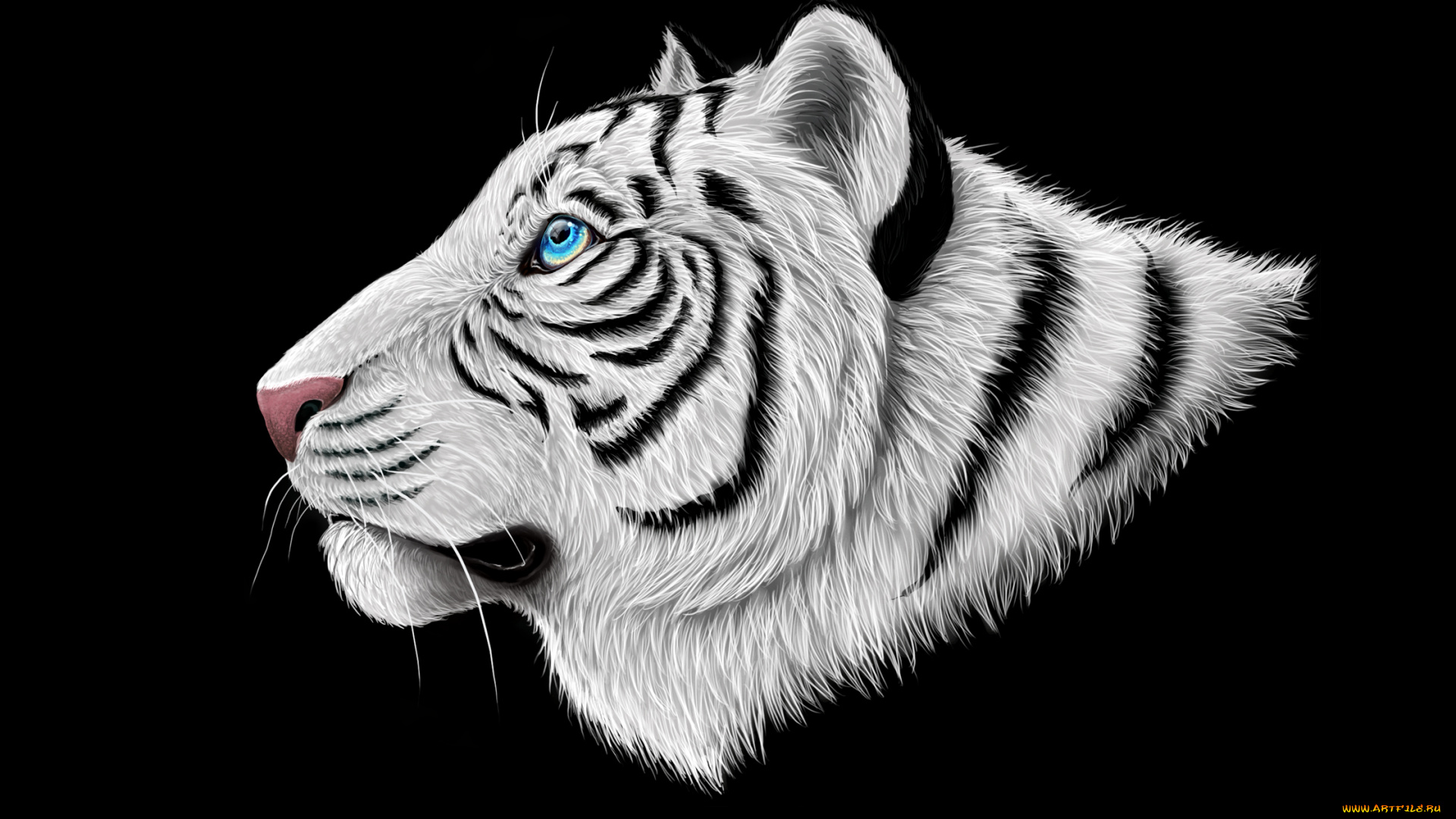 белый, тигр, рисованные, животные, , тигры, темный, фон, тигр